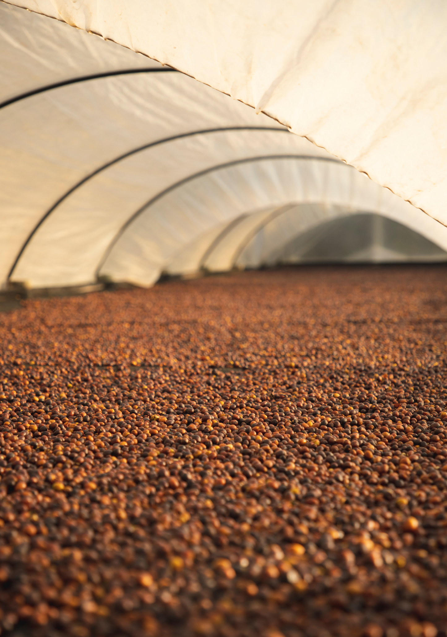 Single Origin Coffee – Medium Roast
