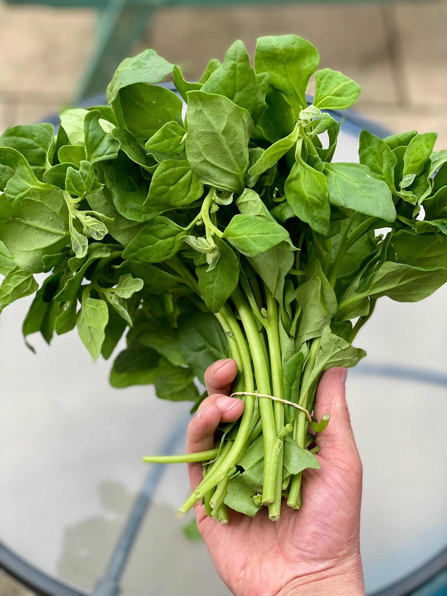 Organic Spinach - UK