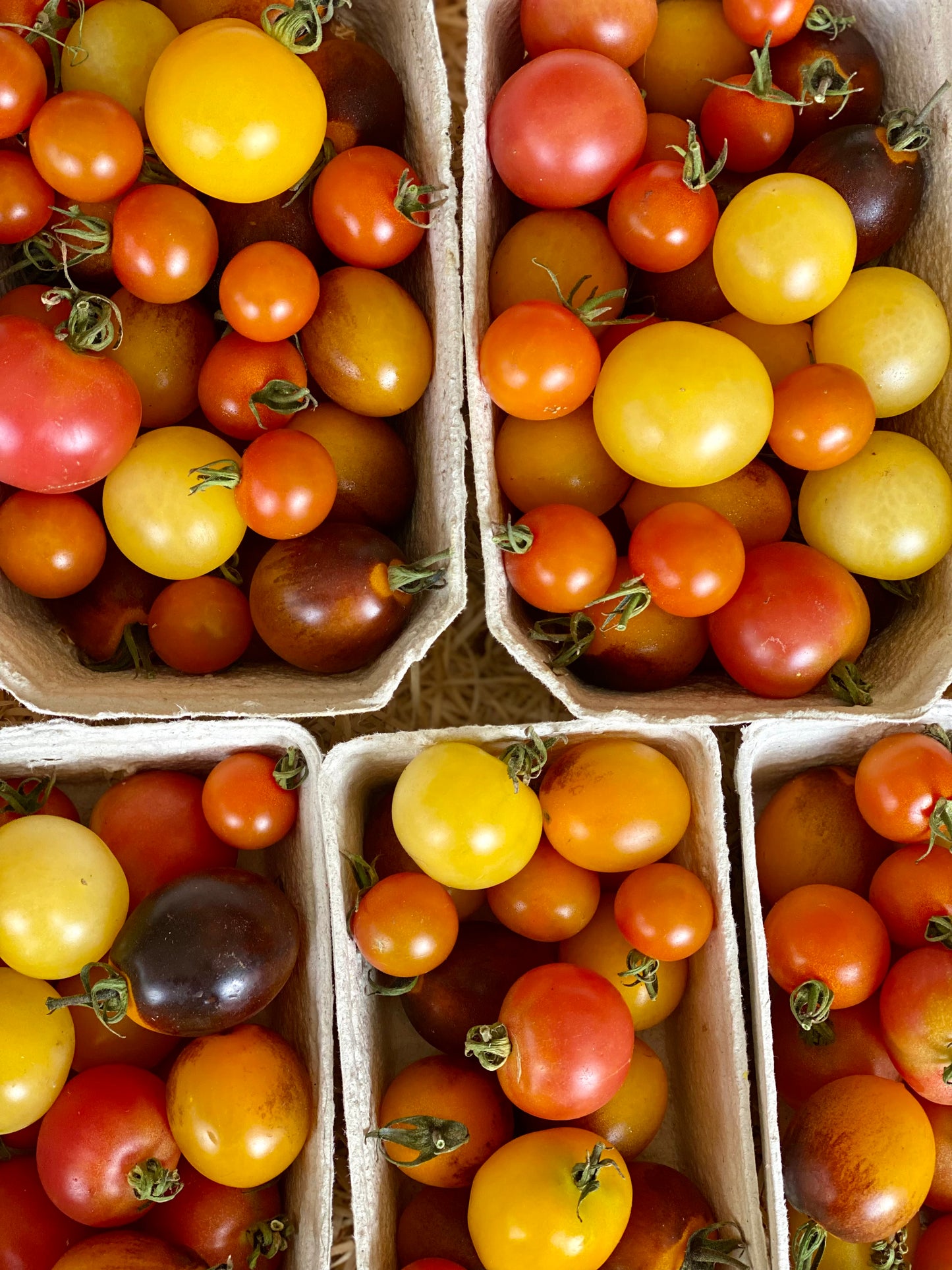 Organic Specialty Cherry Tomatoes - UK