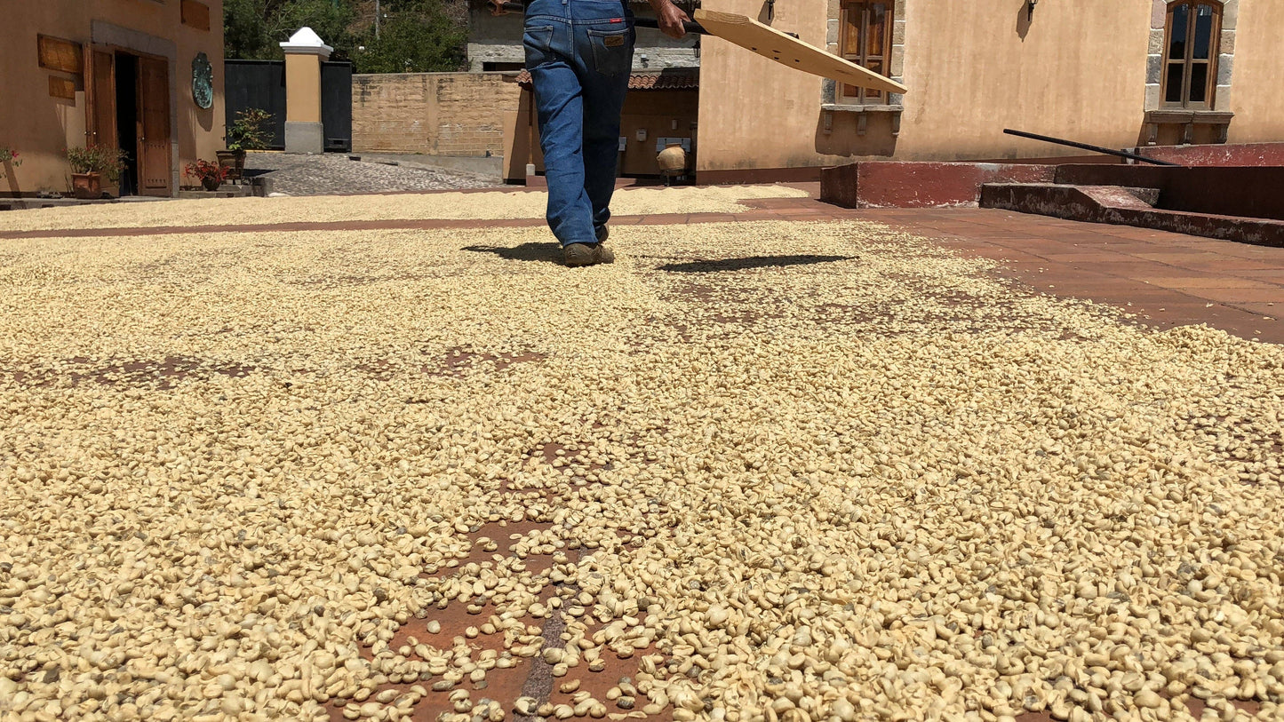 Finca Filadelfia - Bourbon & Caturra - Washed Guatemalan Coffee