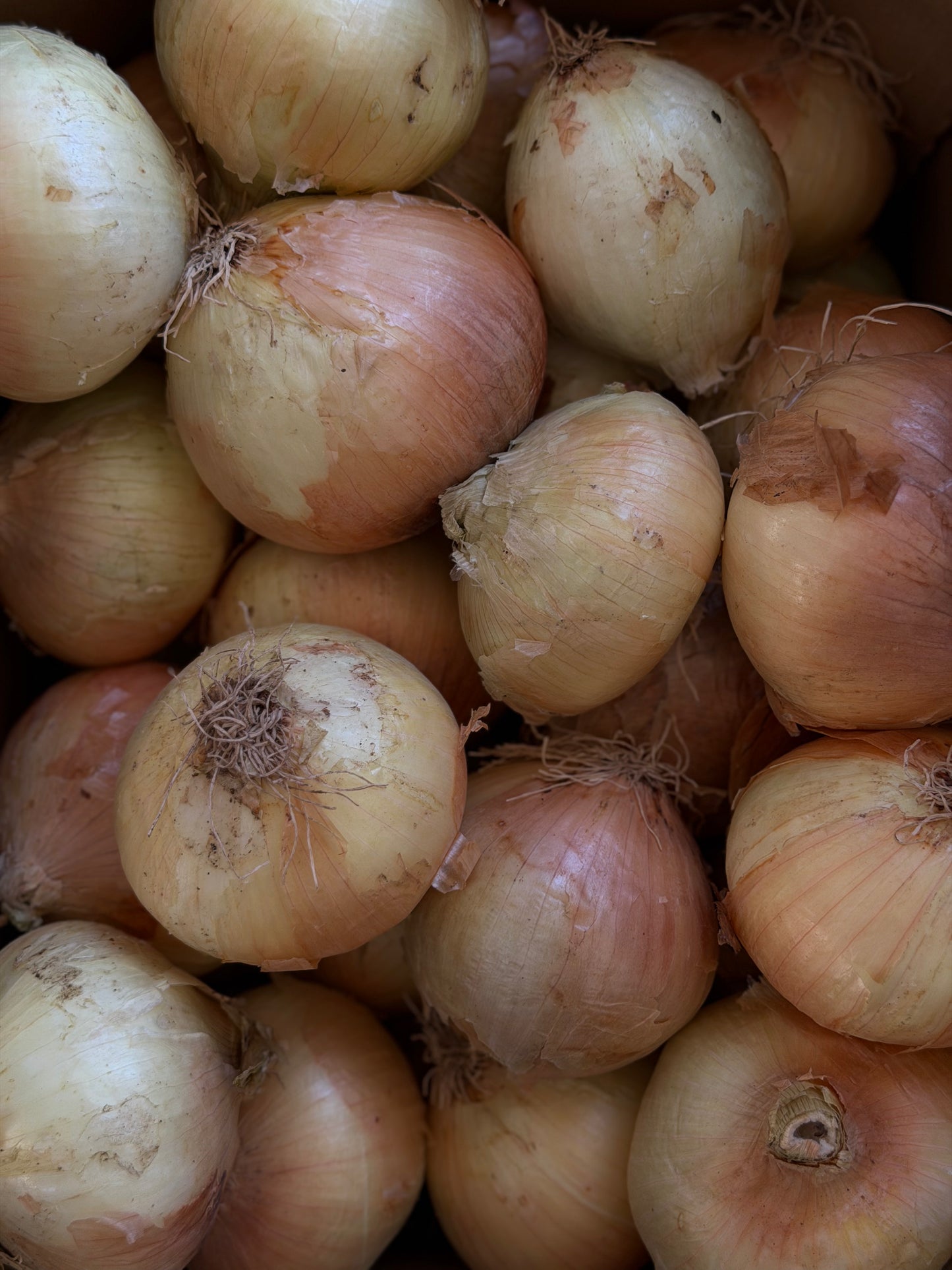 Organic Semi-Dry Yellow Onions