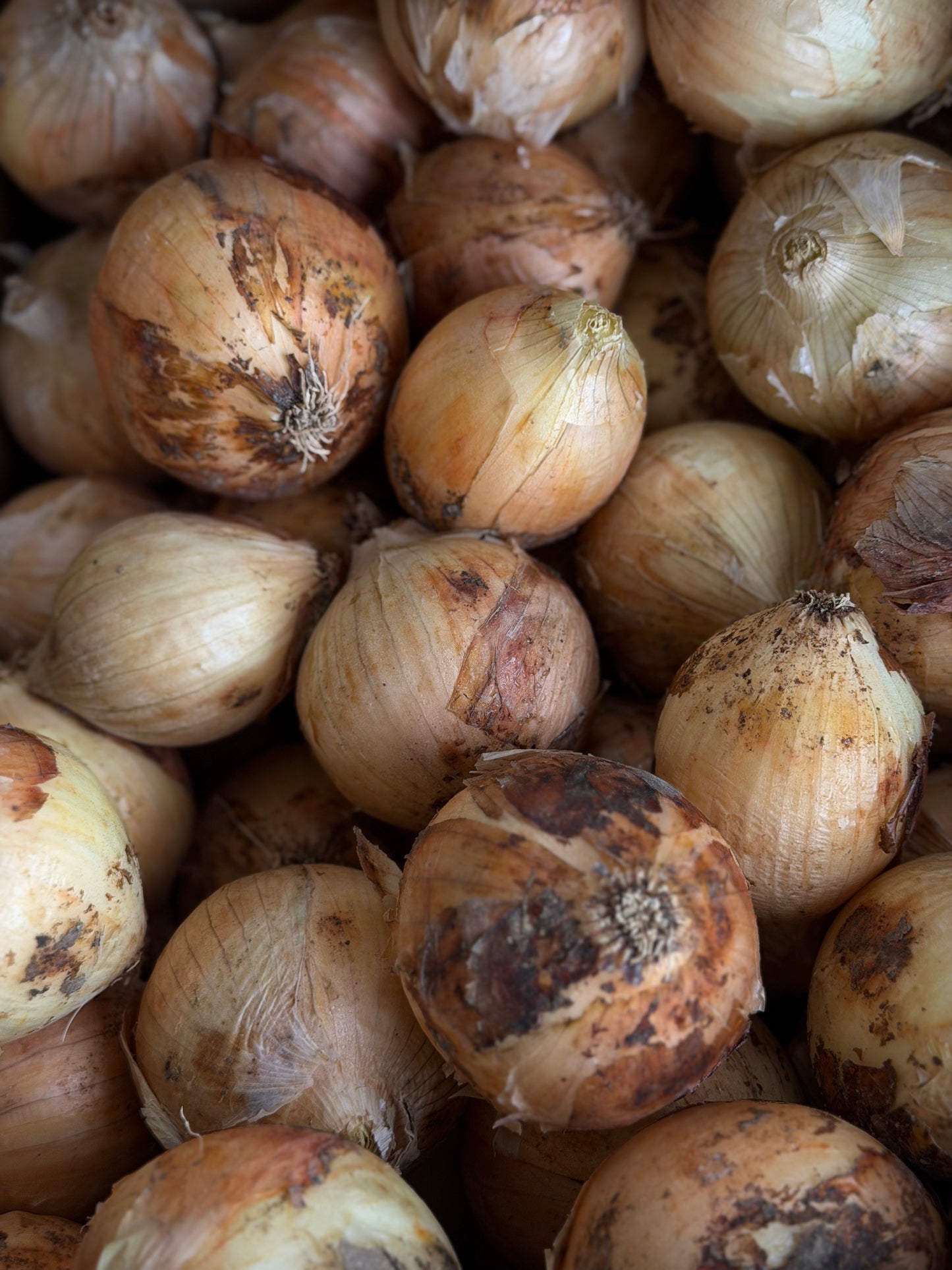 Organic Barbosa Onions