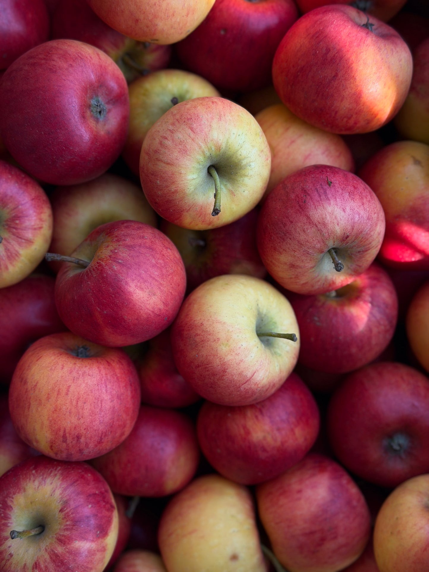 Organic Rajka Apples - UK