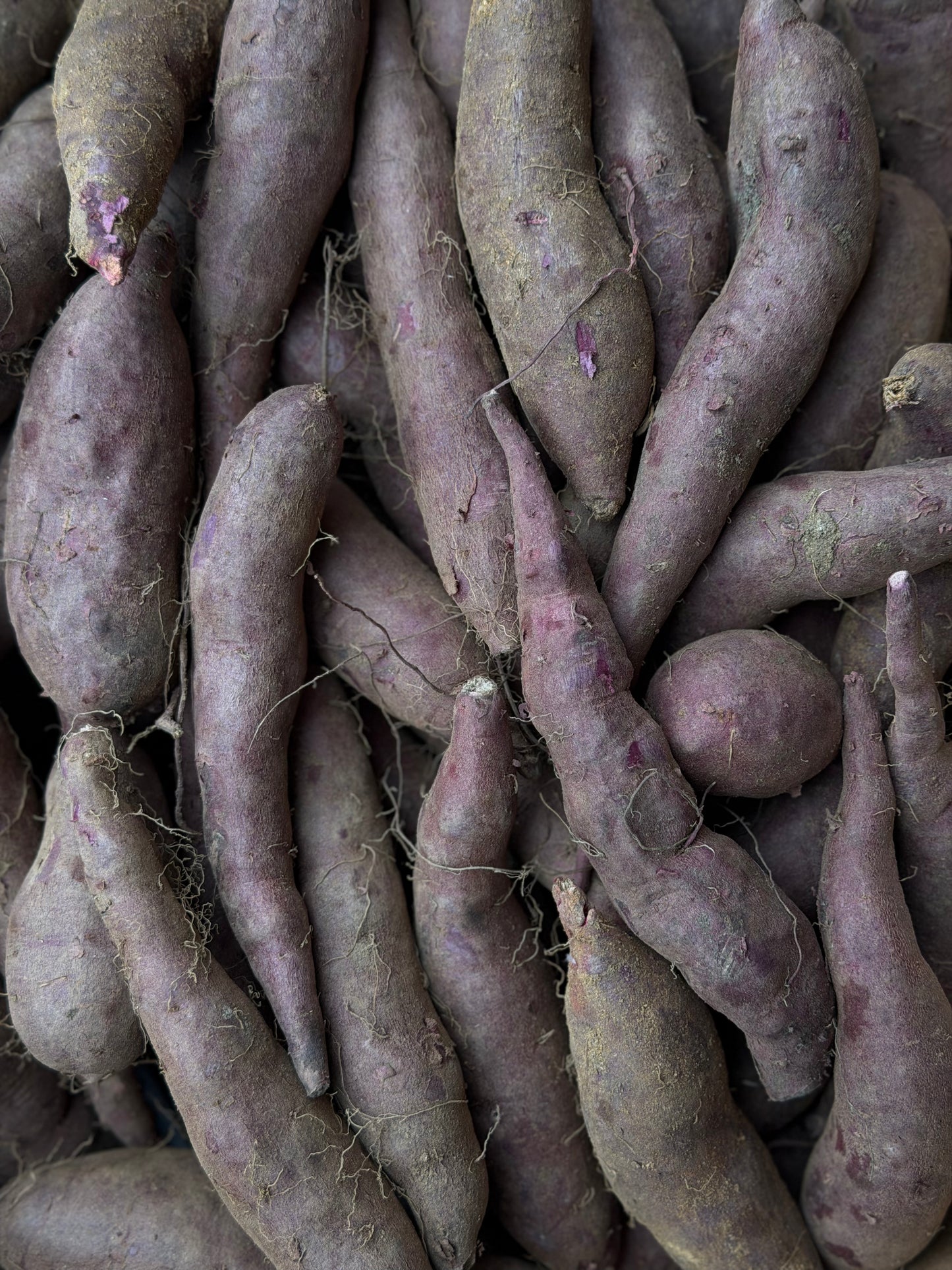 Organic Purple Sweet Potatoes