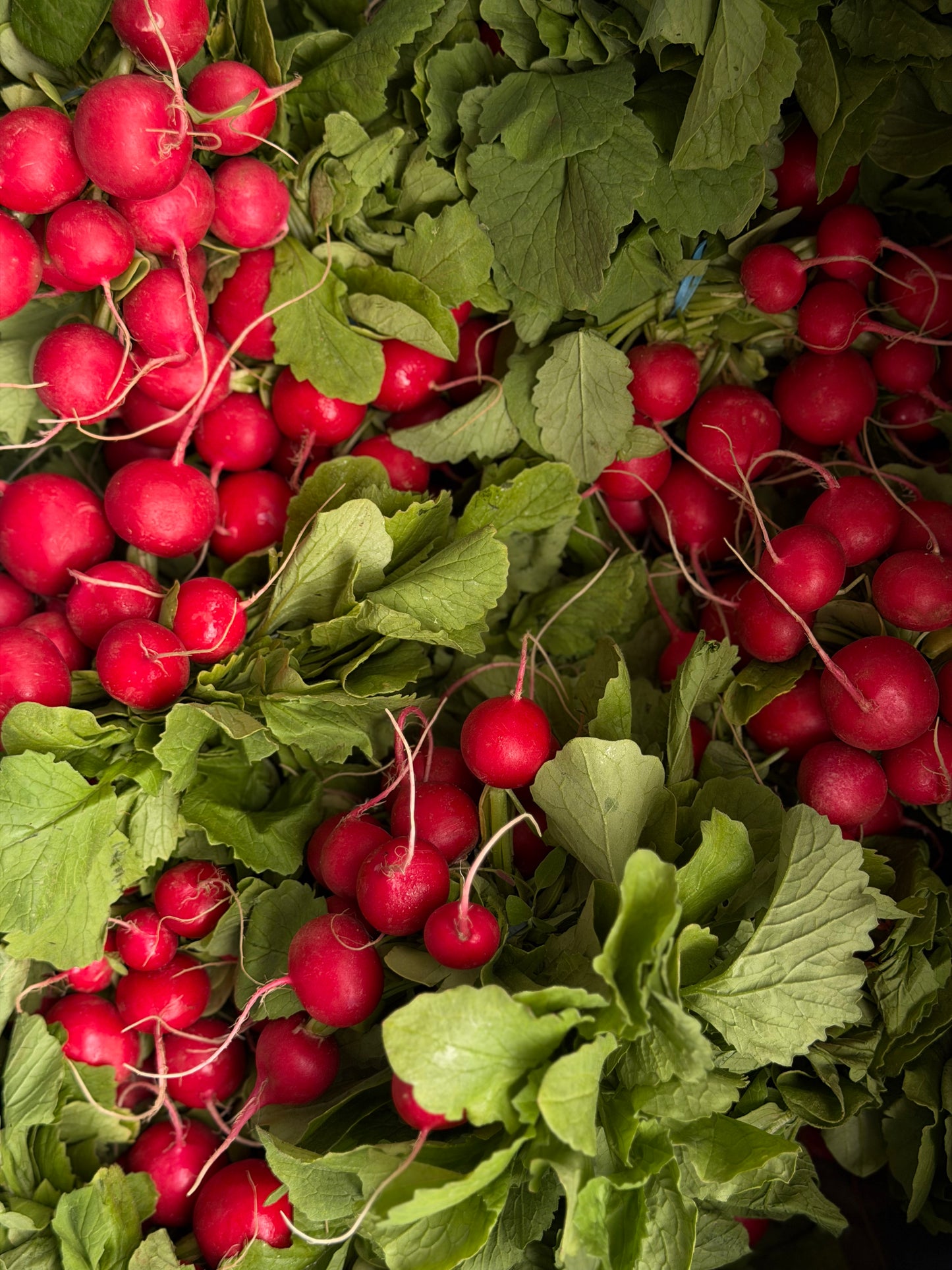 Organic Red Radishes - UK