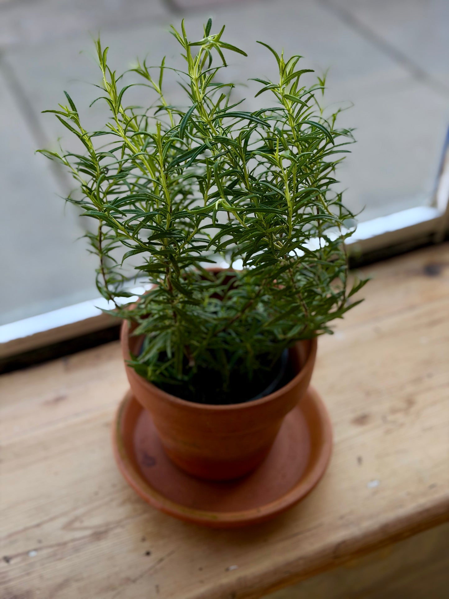 Organic Fresh Rosemary - UK