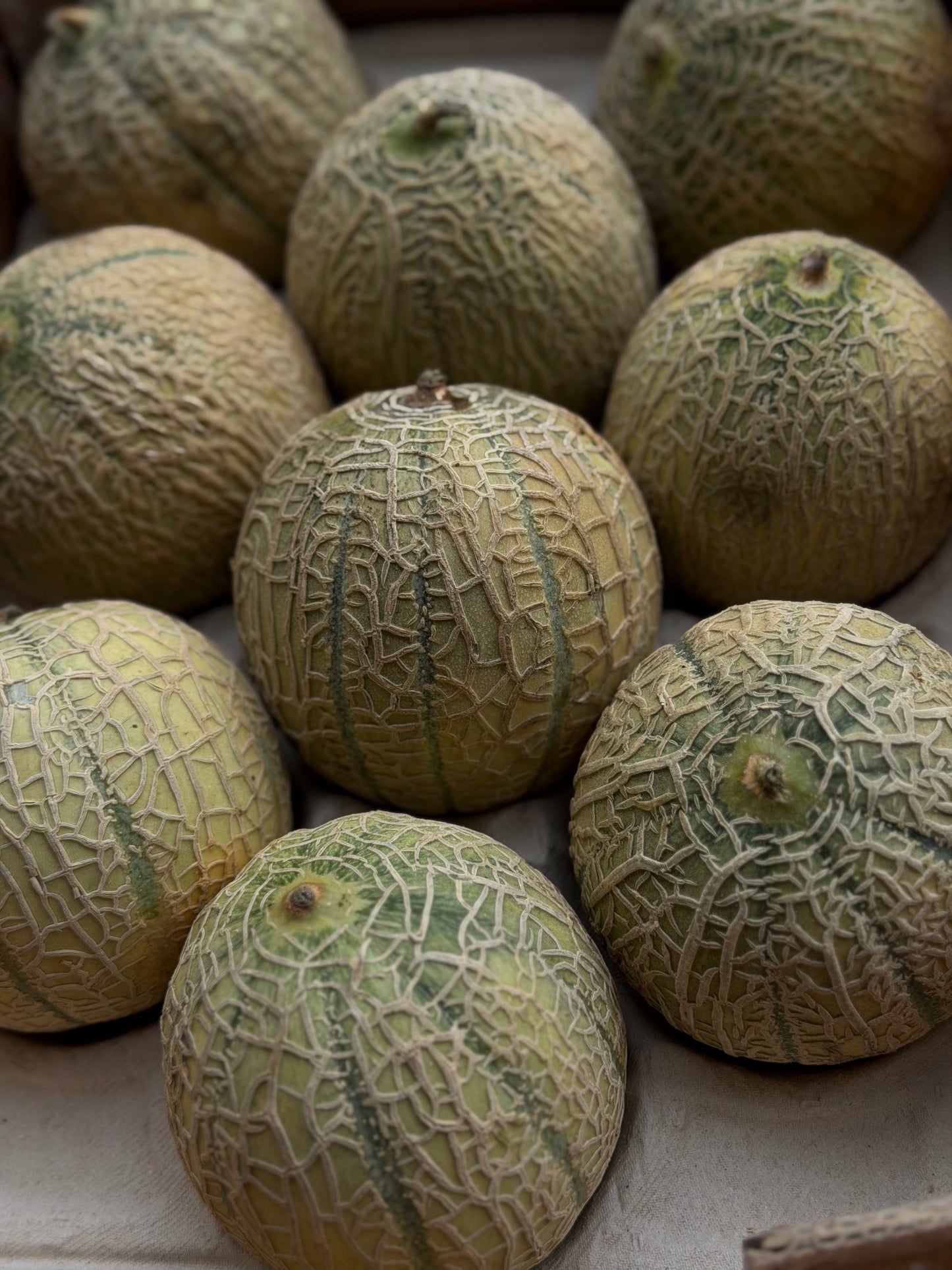 Organic Cantaloupe Melon