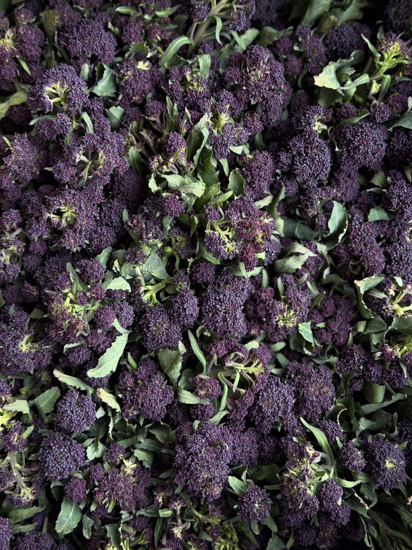 Organic Purple Sprouting Broccoli - UK