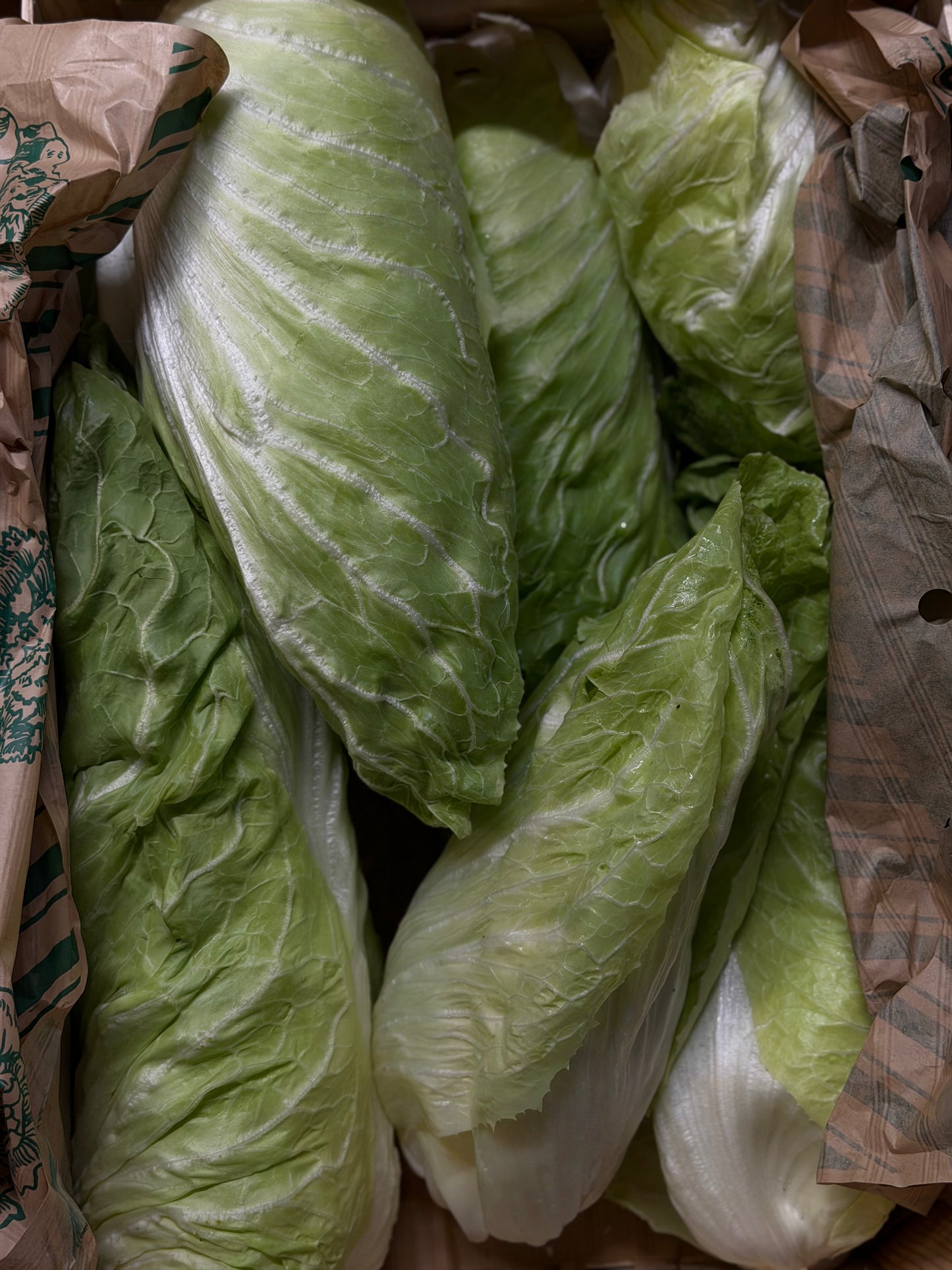 Organic Sugarloaf Chicory