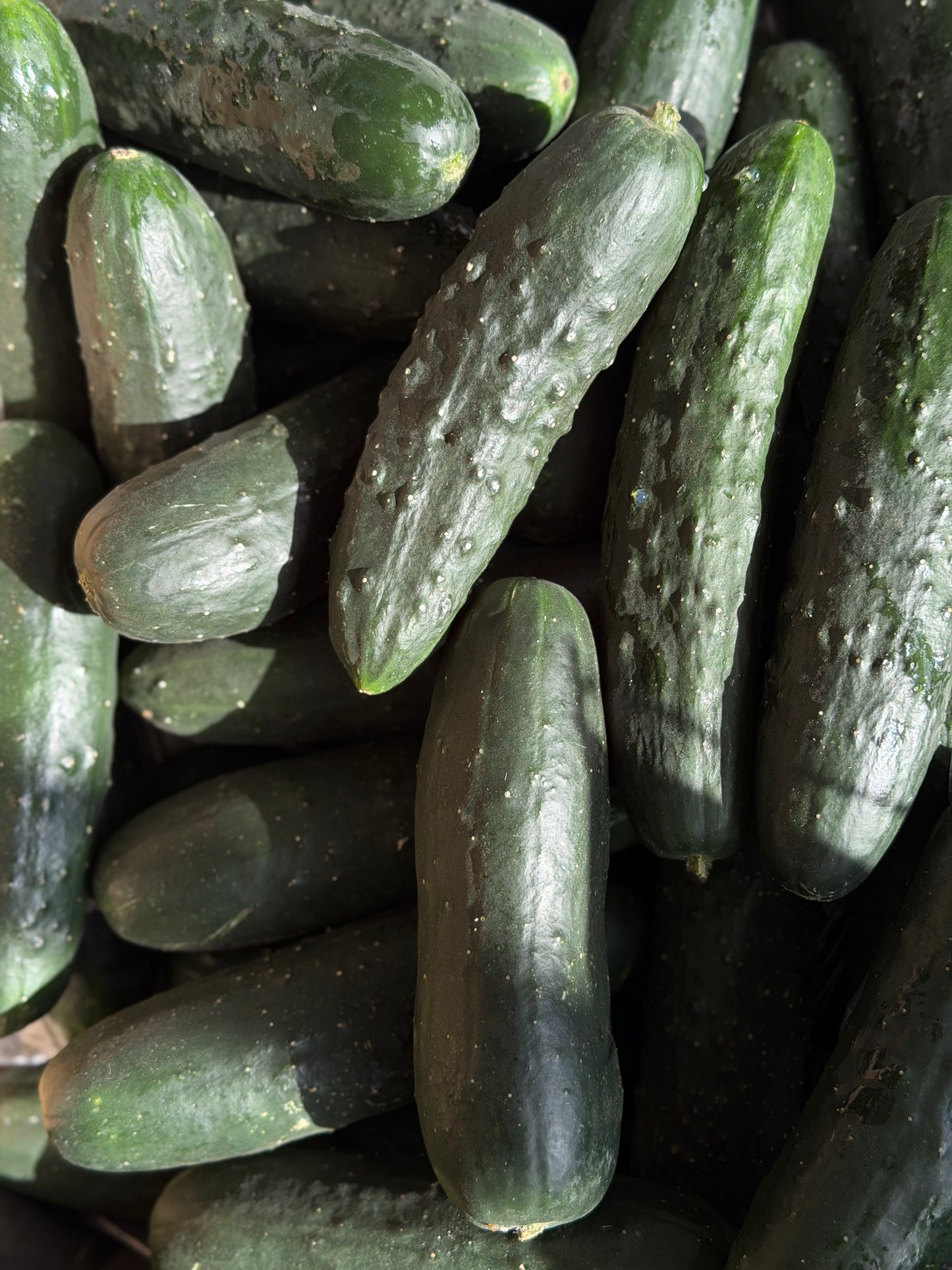 Organic Short Cucumber