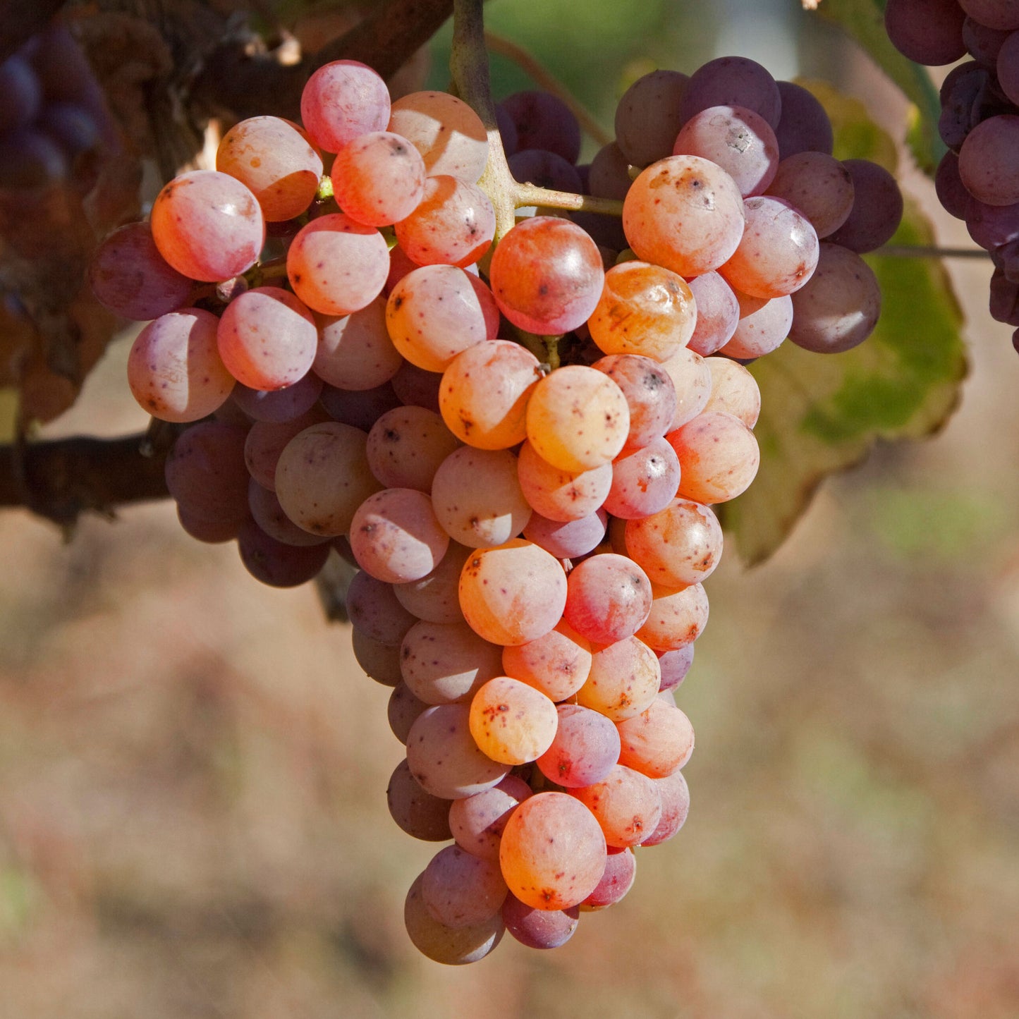Organic Chasselas Rose Pink Grapes