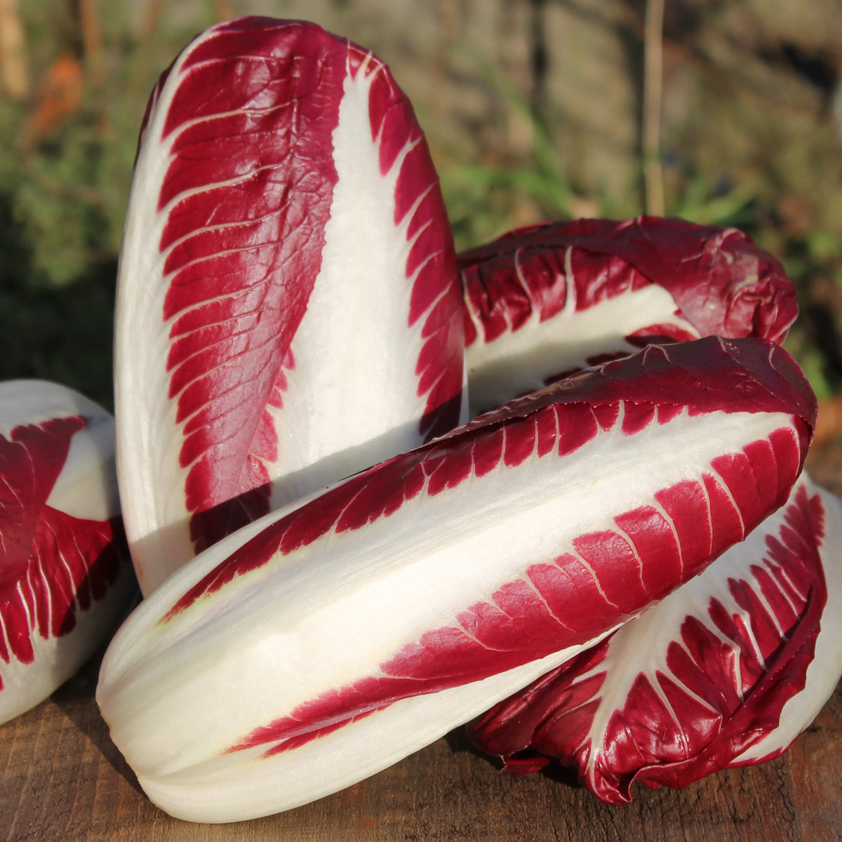 Organic Radicchio di Treviso