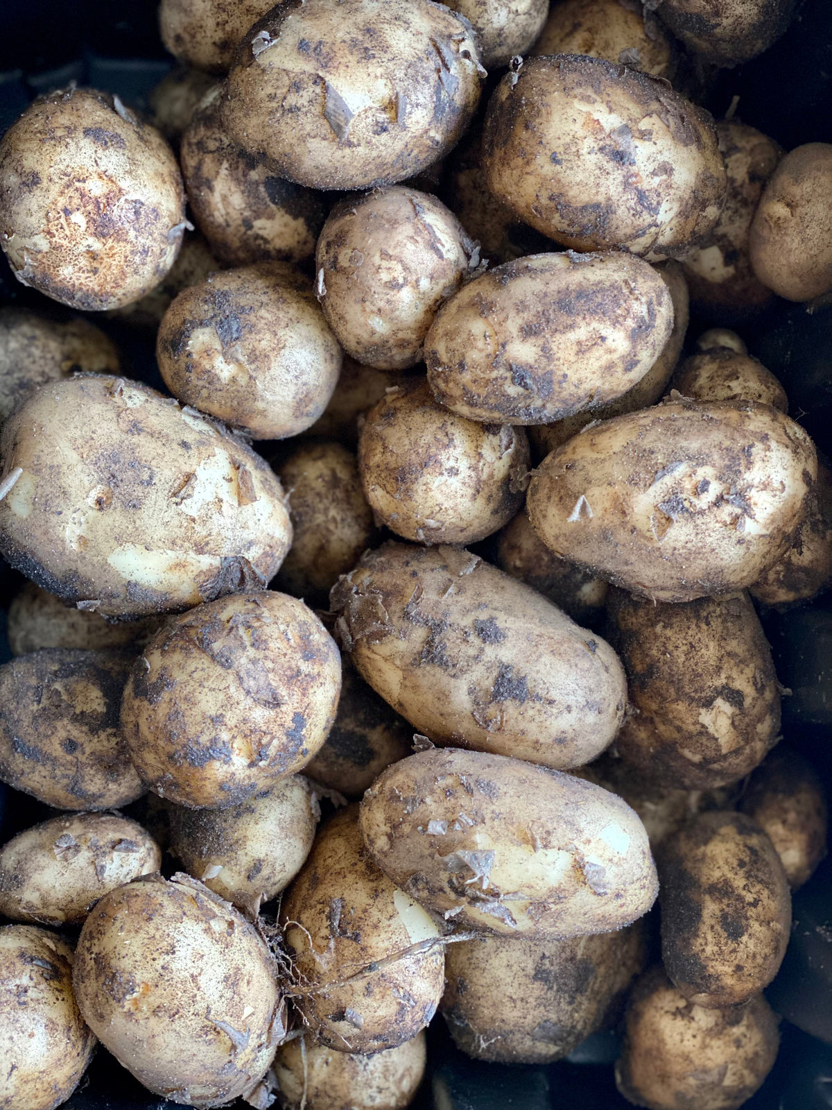 Organic Maris Bard Potatoes - UK