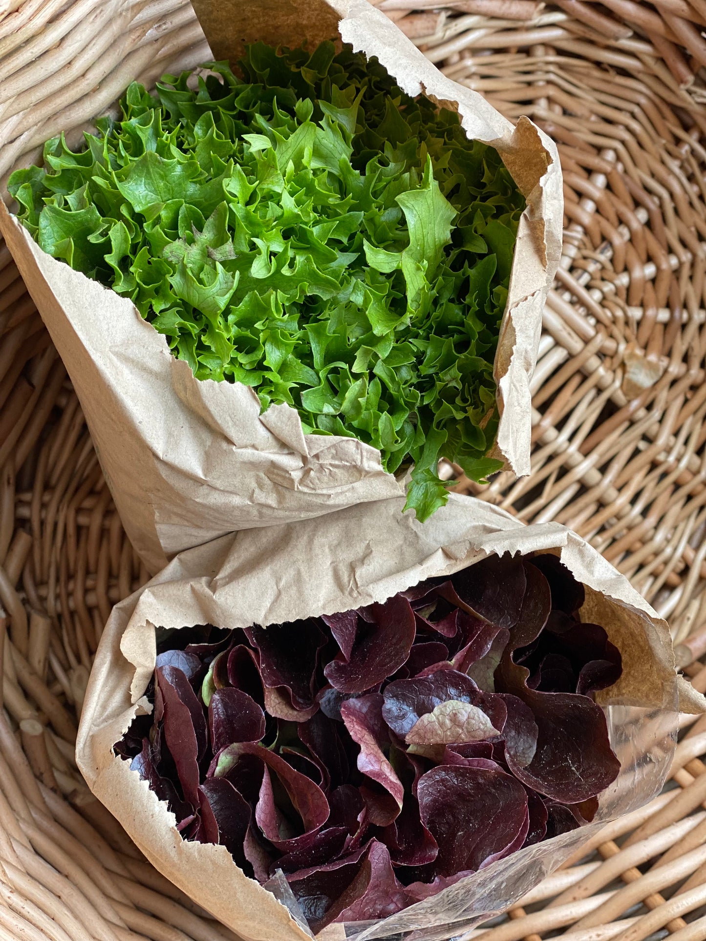 Organic Devil’s Ear Lettuce - UK