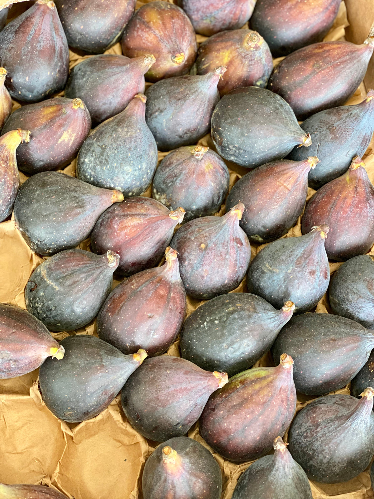 Organic Black Bourjassole Figs