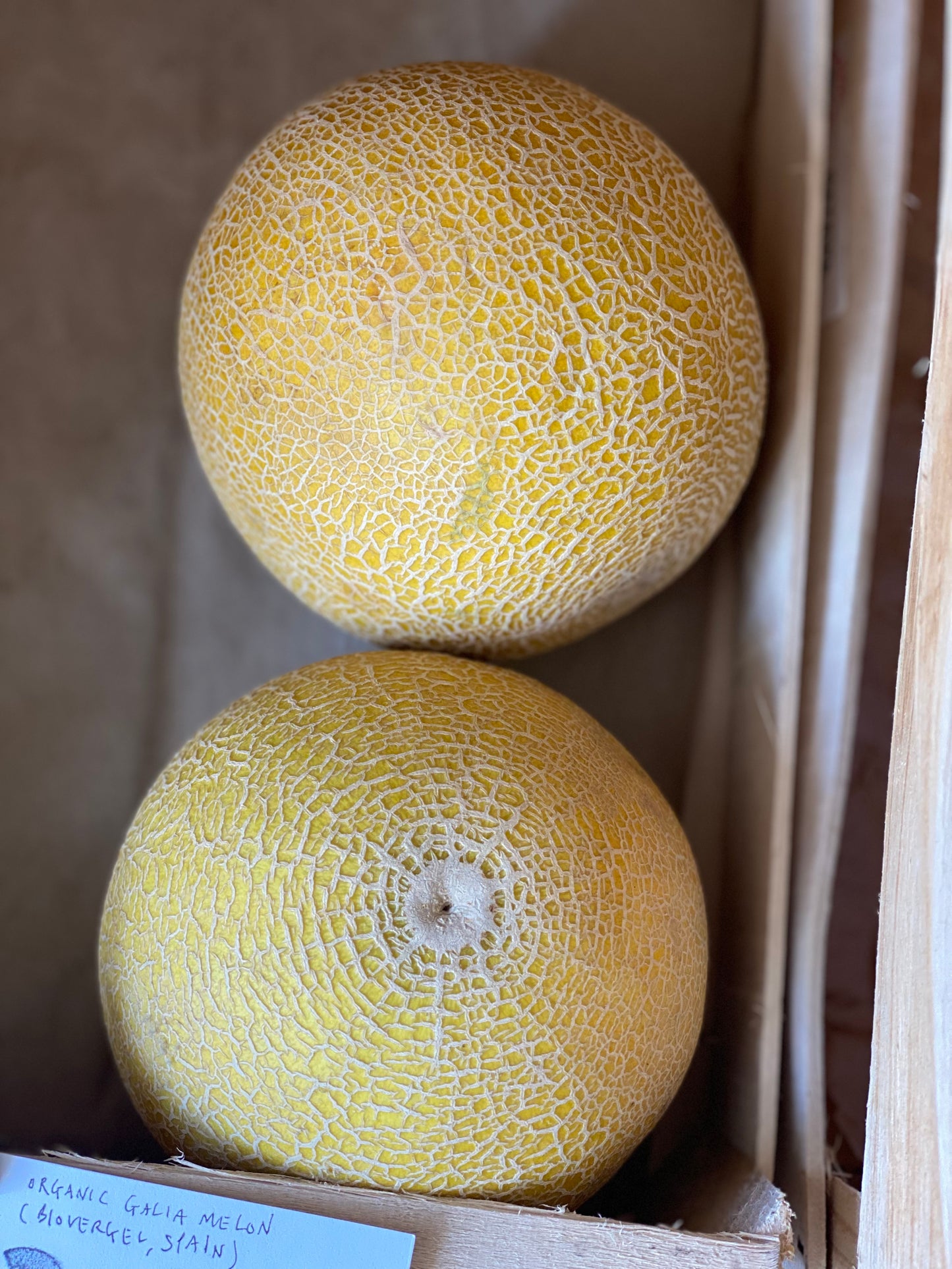 Organic Galia Melon