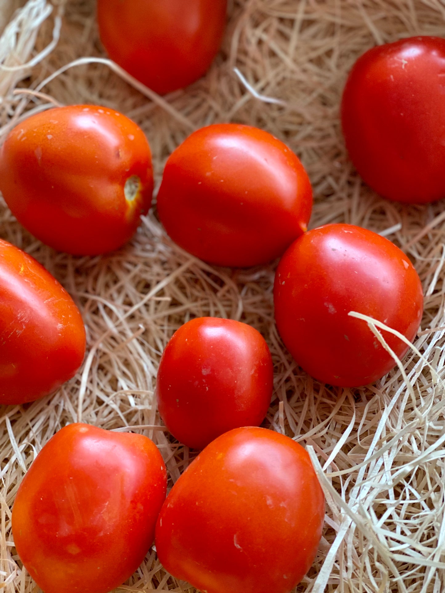 Organic Sparta Tomatoes - UK