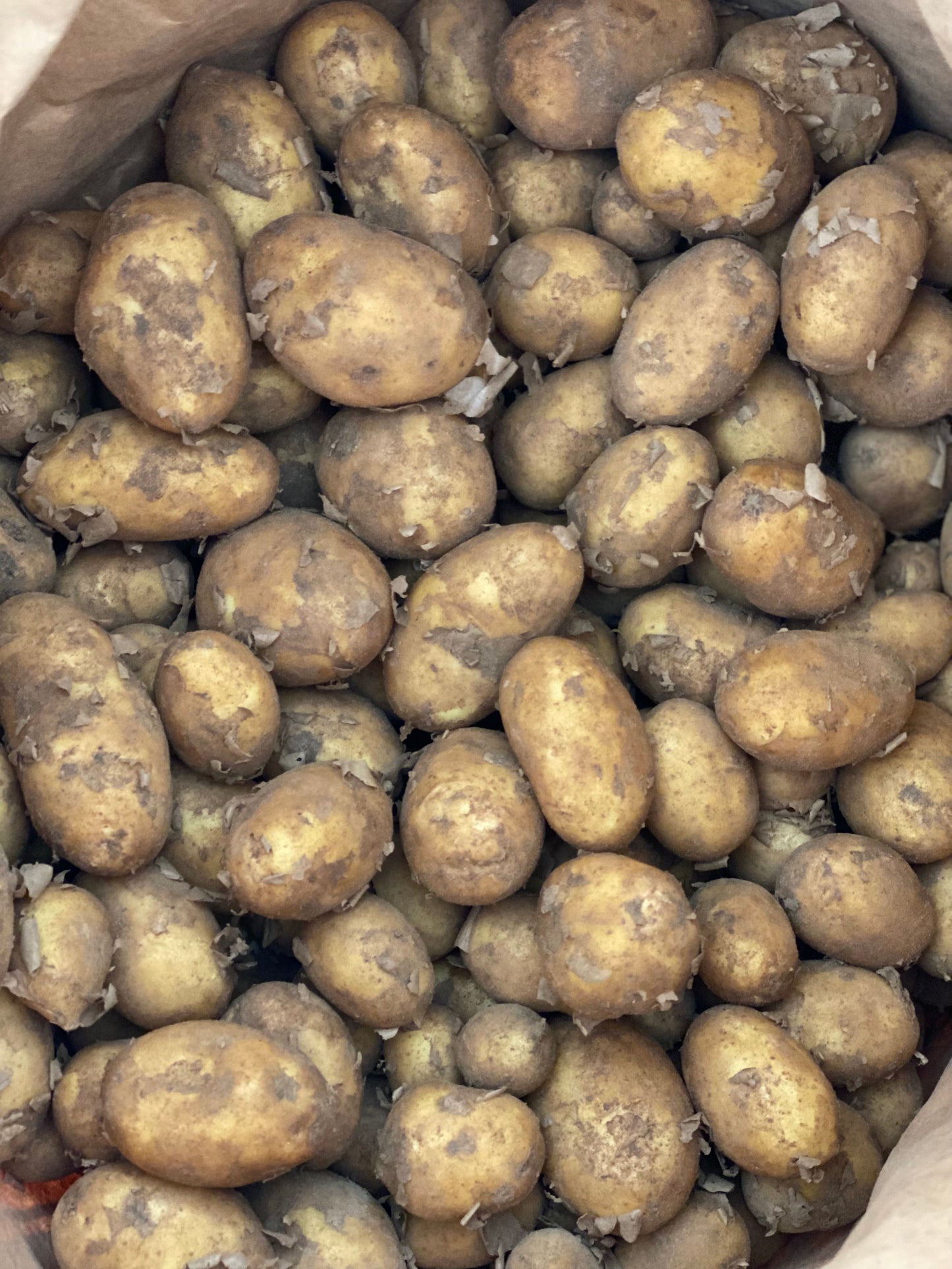 Organic Charlotte Potatoes - UK