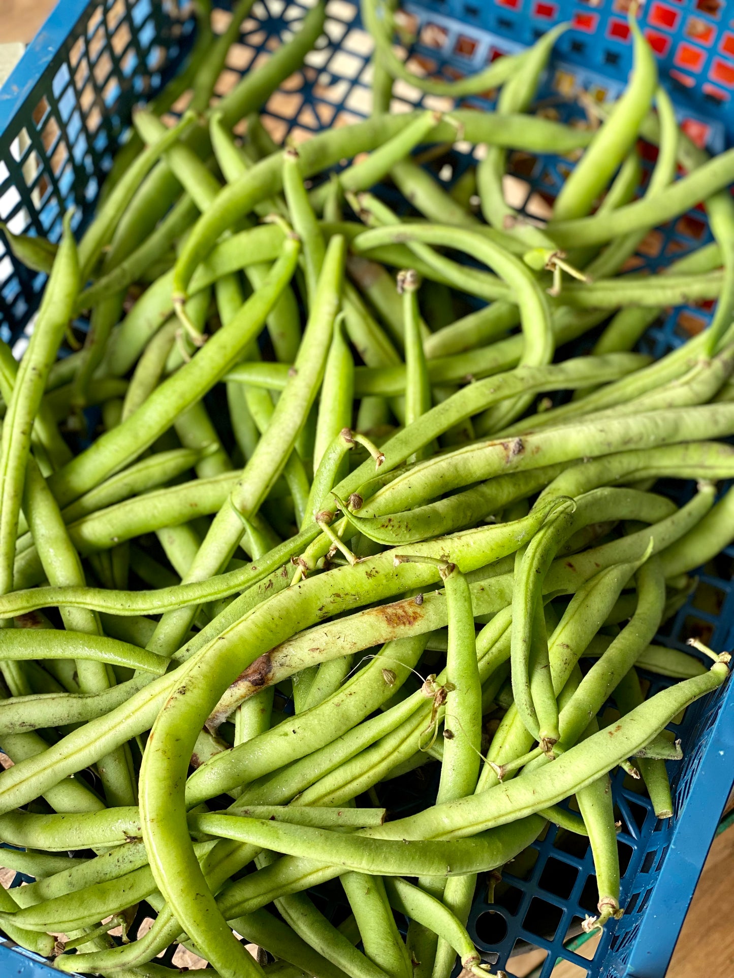 Organic Green French Beans - UK