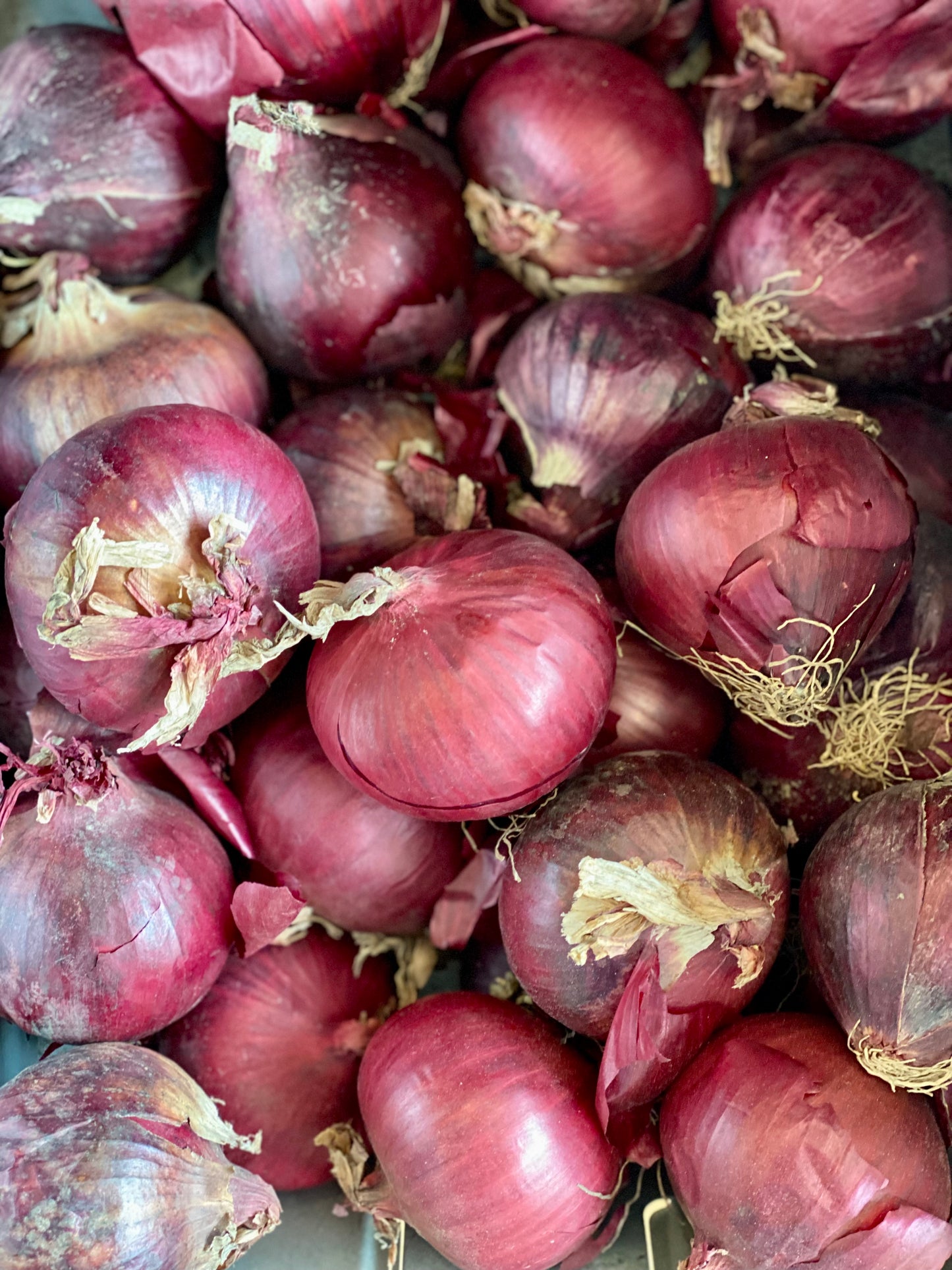 Organic Red Onions