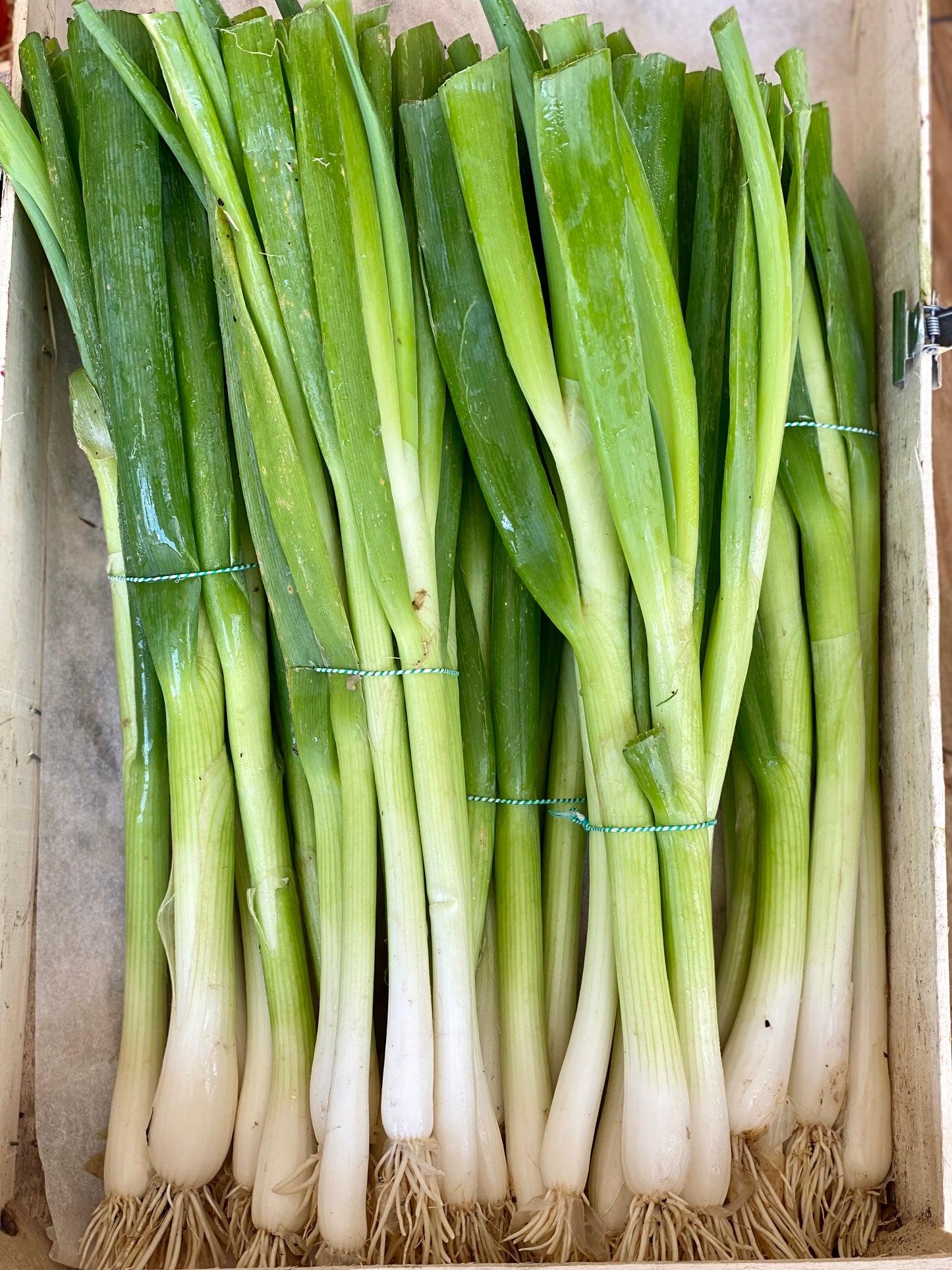 Organic Spring Onions - UK