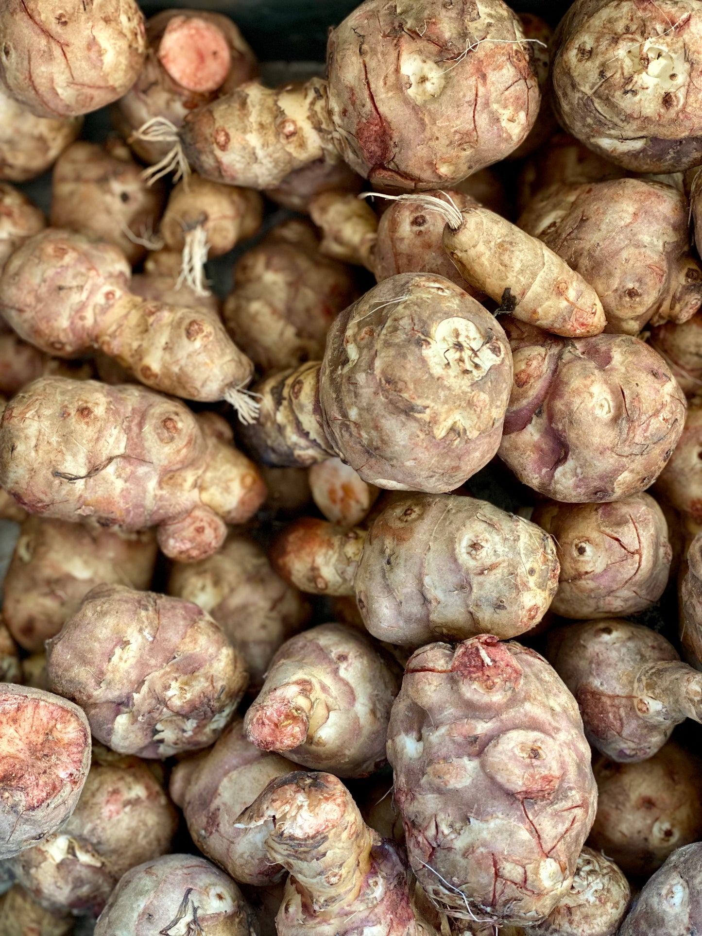 Organic Jerusalem Artichokes