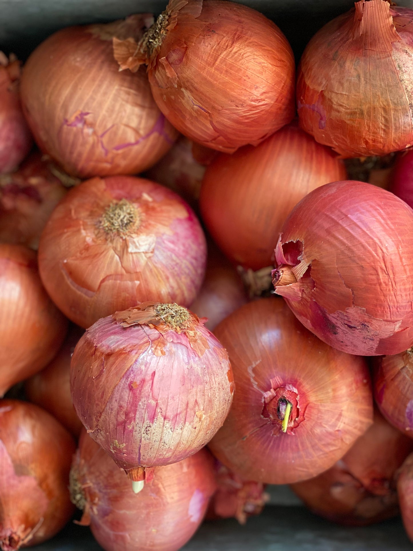 Organic Pink Braided Onions