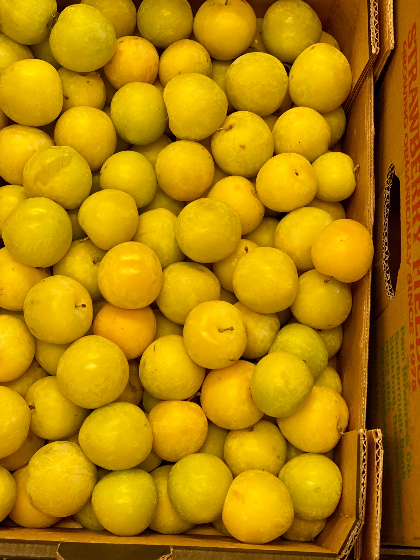 Organic Japanese Yellow Plums