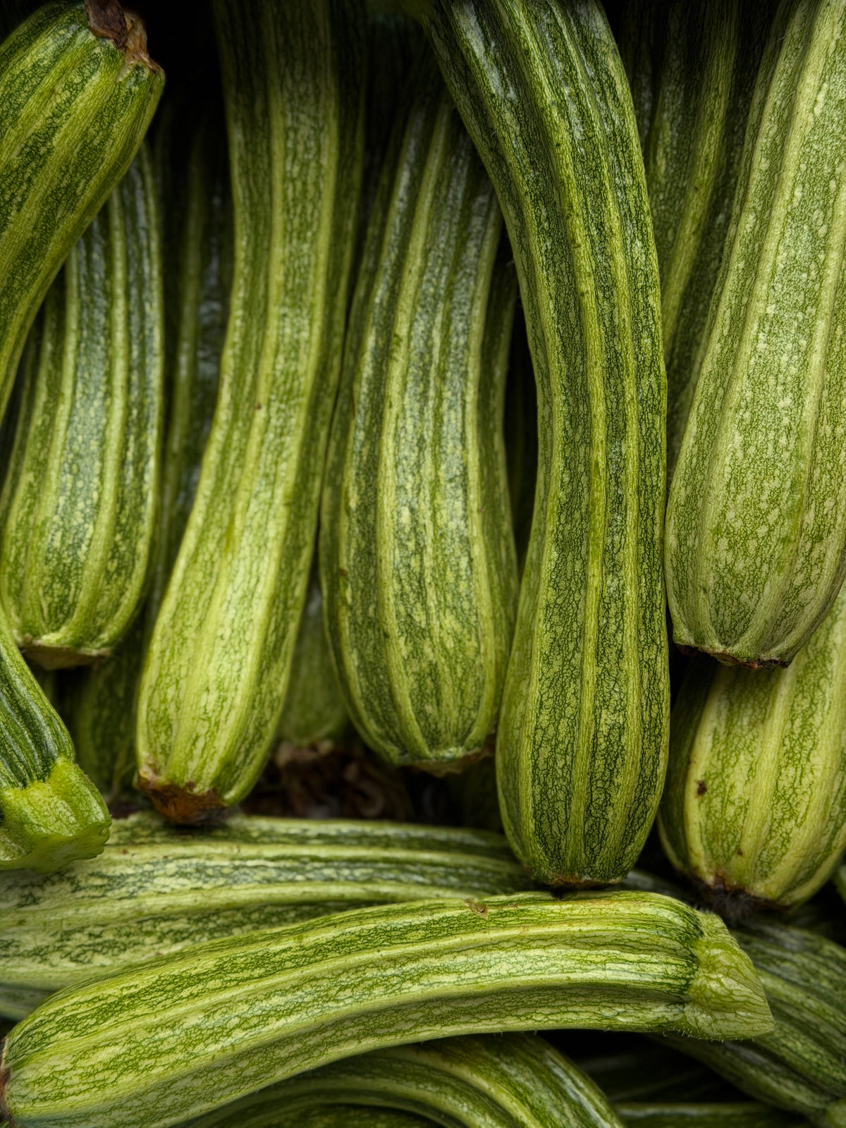 Organic Heirloom Romana Courgettes - UK
