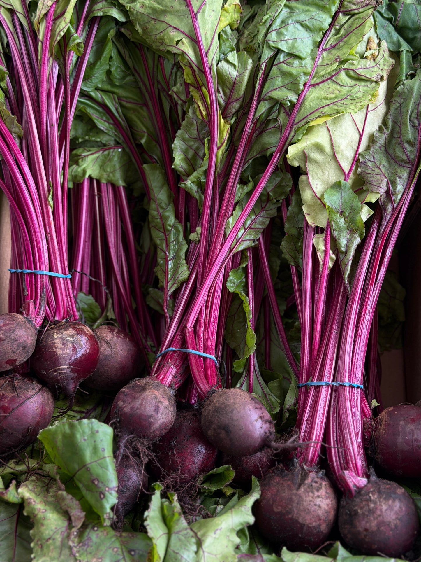 Organic Bunched Beetroot - UK