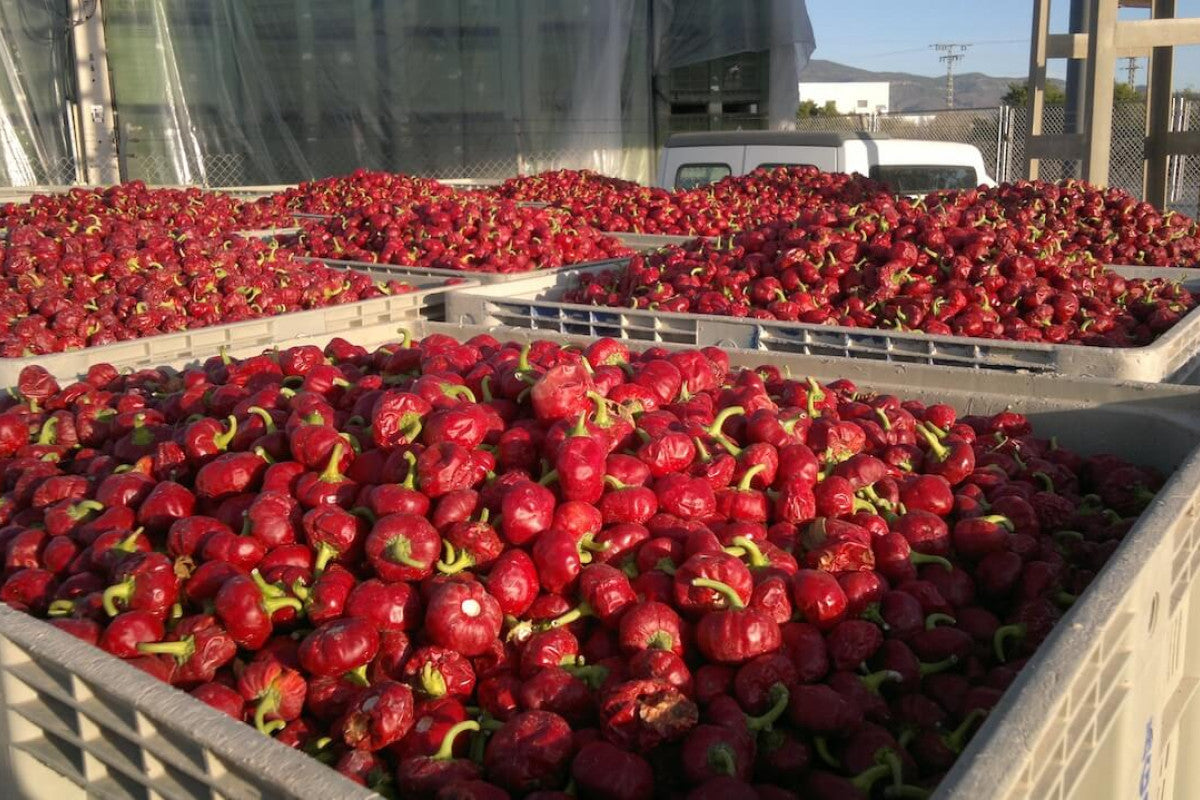 Organic Smoked Paprika