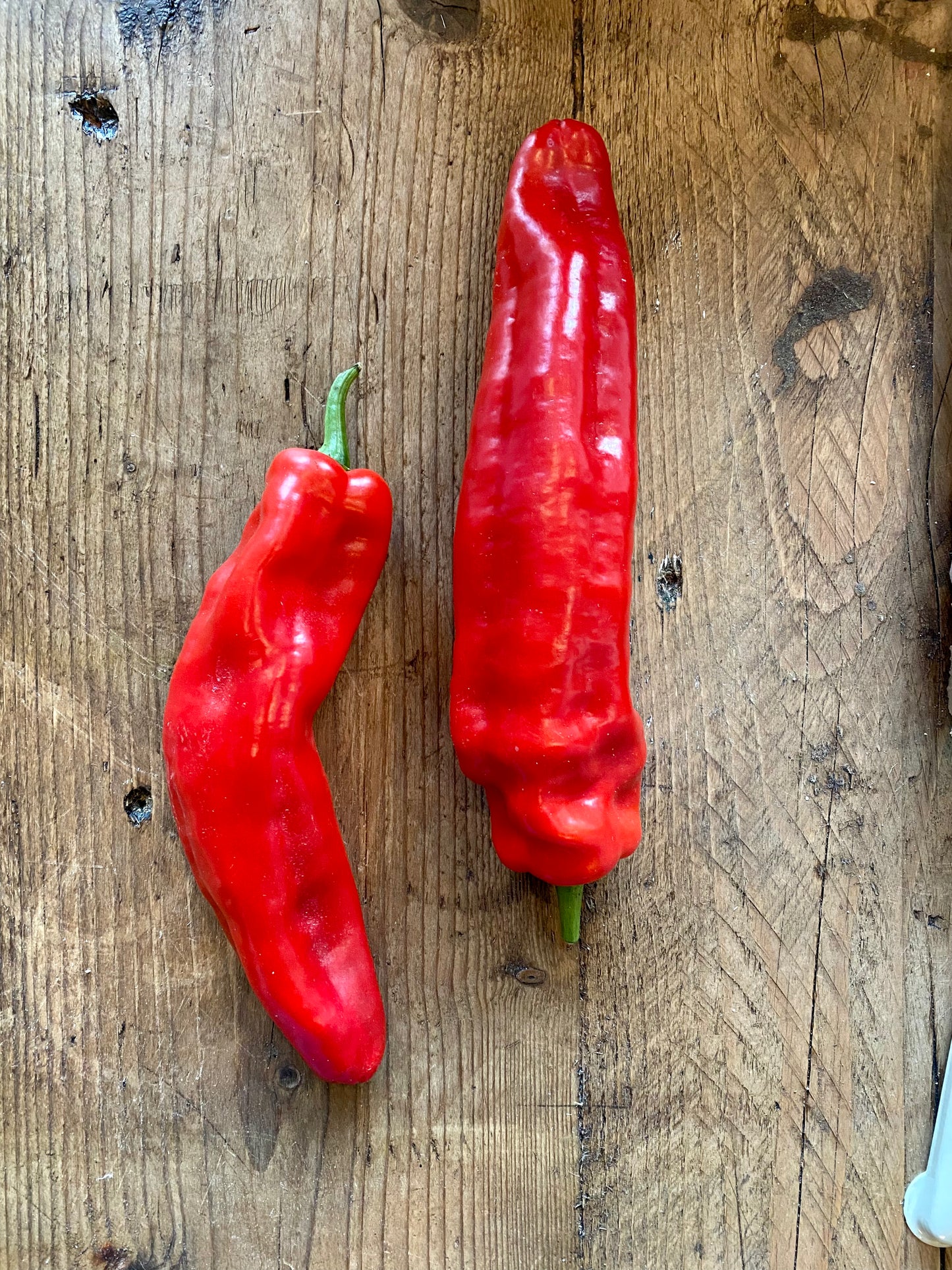 Organic Red Palermo Pepper
