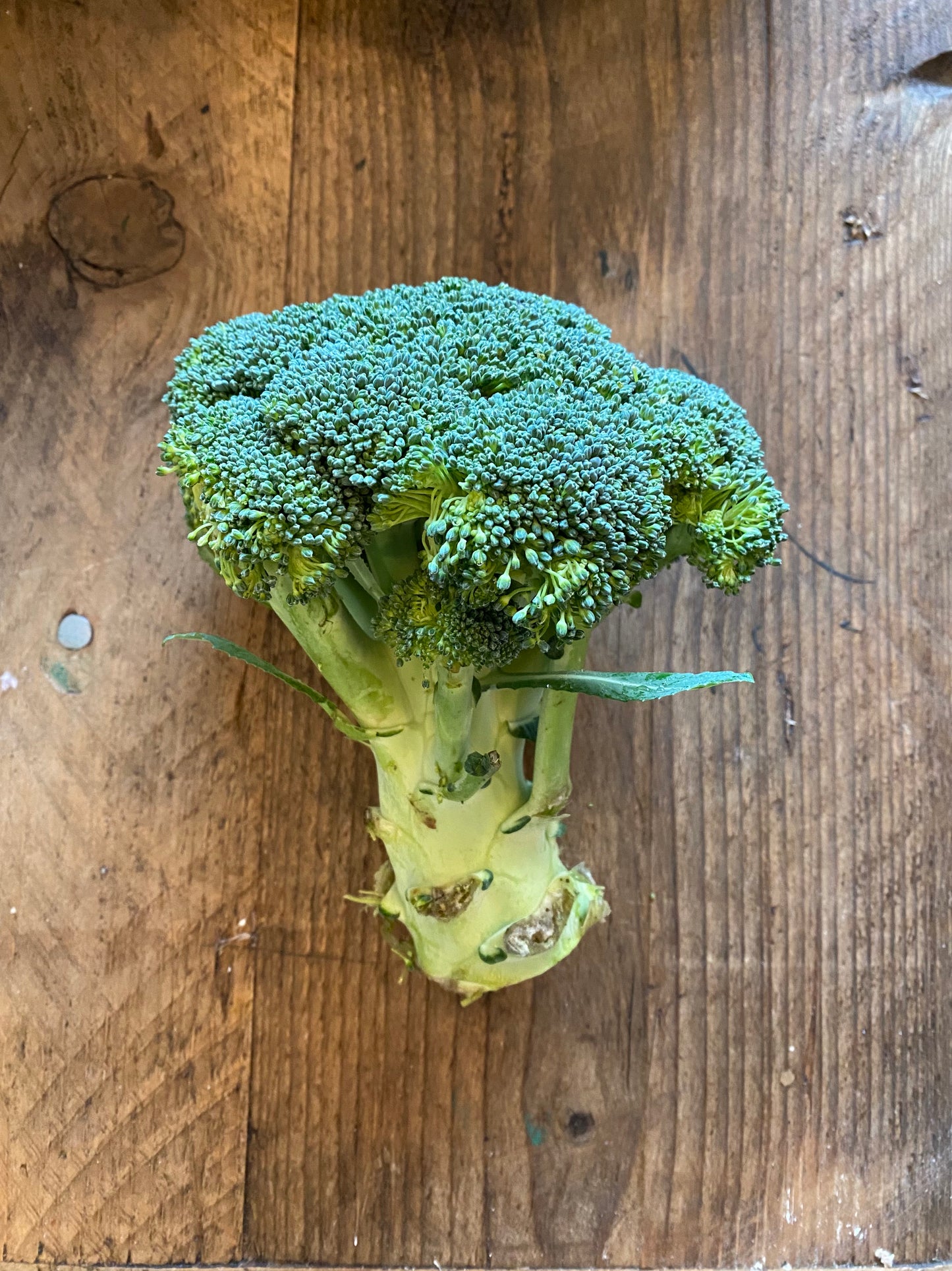 Organic Broccoli - UK