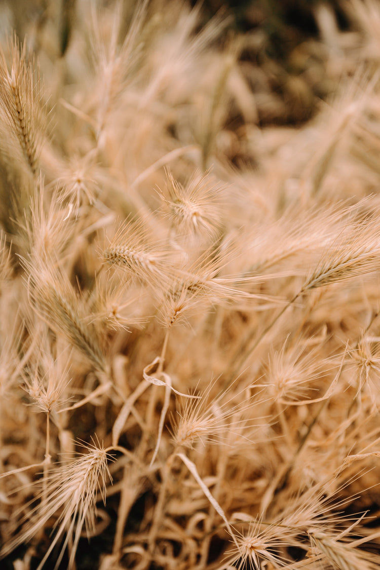 Alt Grains