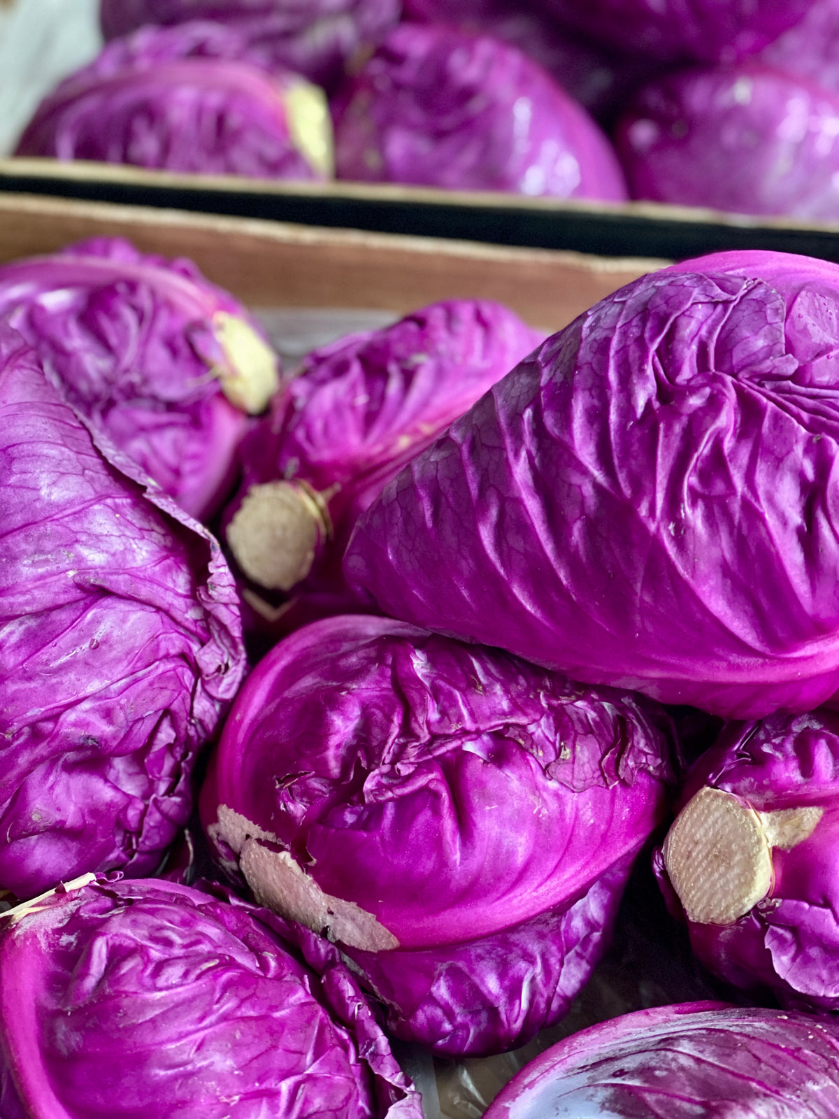 Organic Pink Pointed Cabbage - UK
