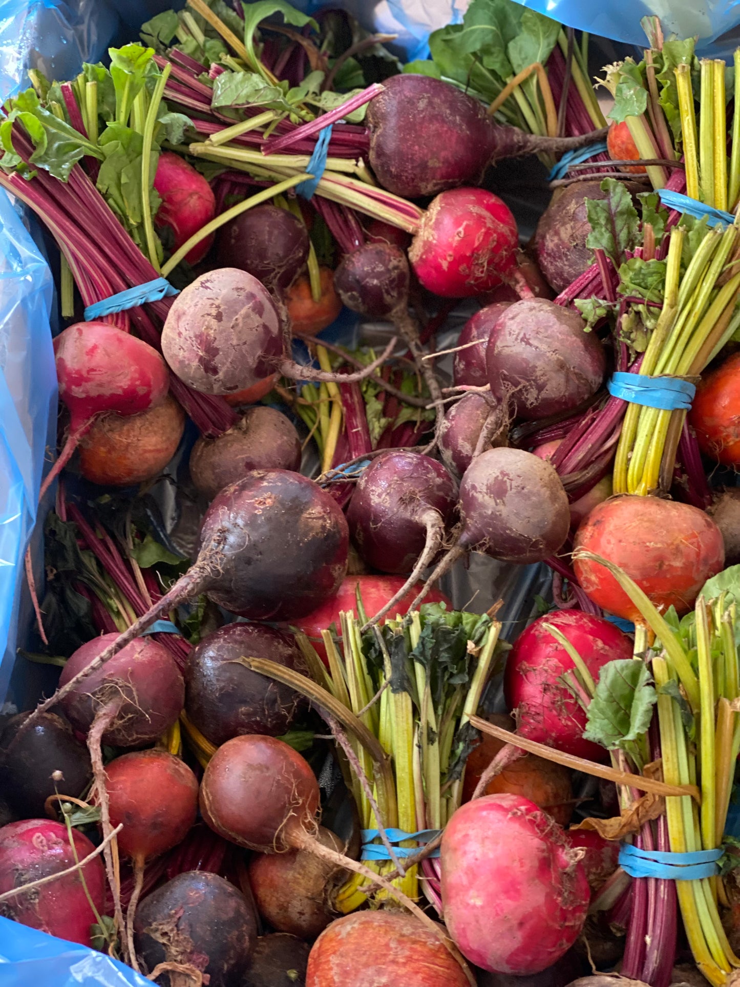 Organic Rainbow Beetroot - UK