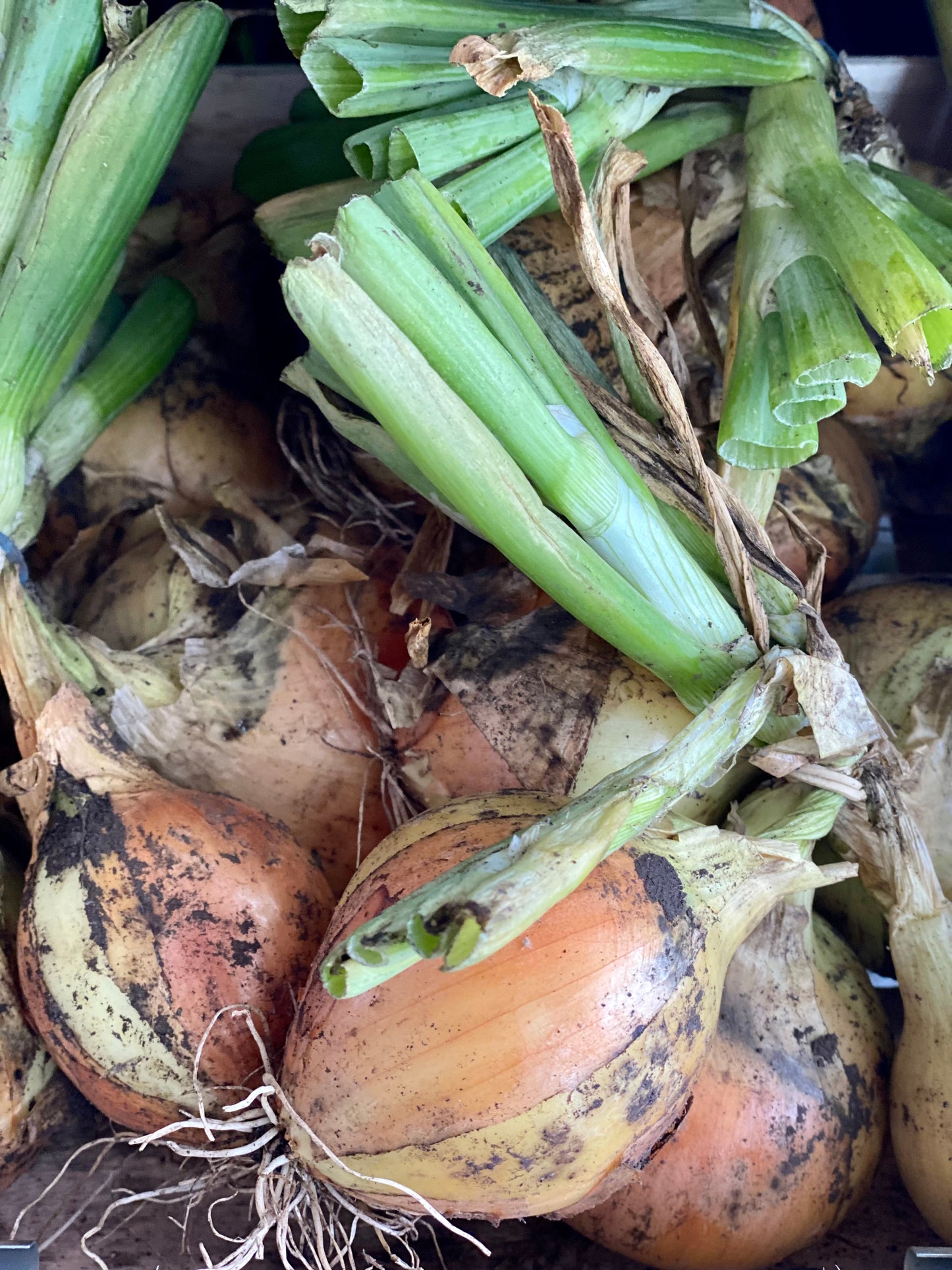 Organic Green Onions with Tops - UK