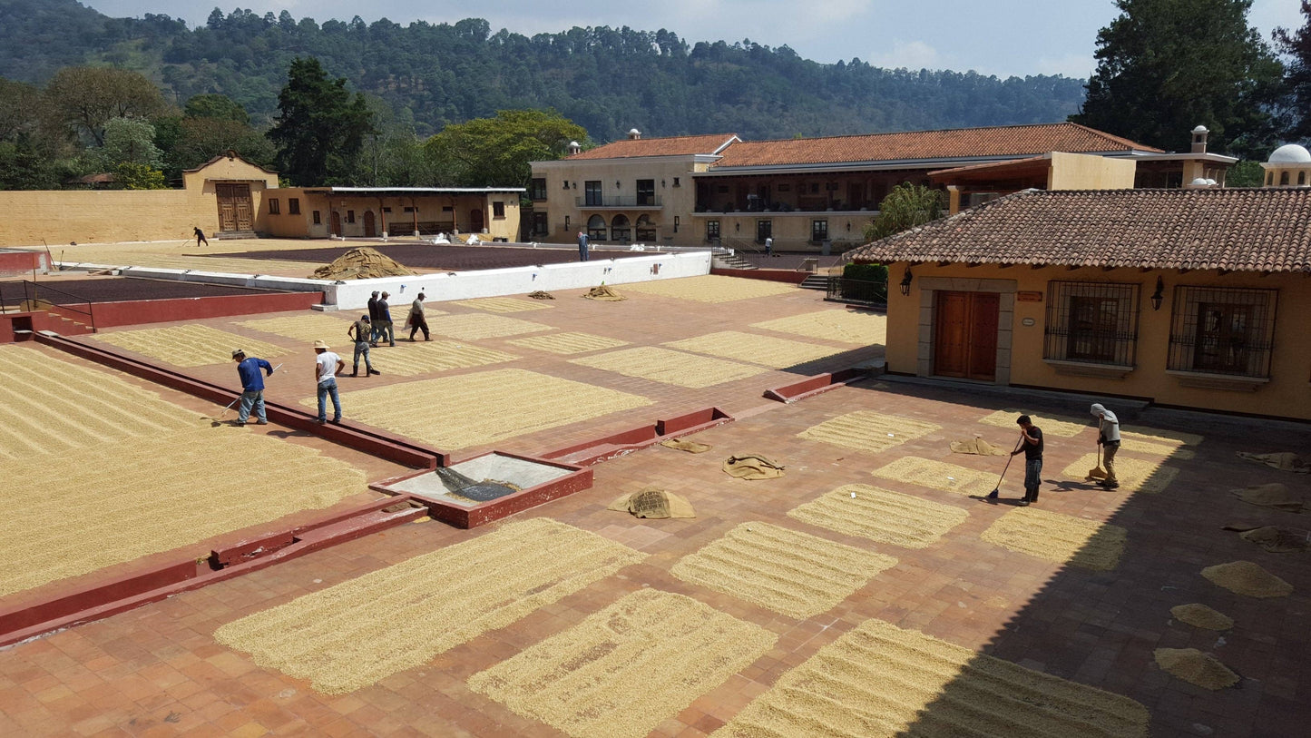 Finca Filadelfia - Bourbon & Caturra - Washed Guatemalan Coffee