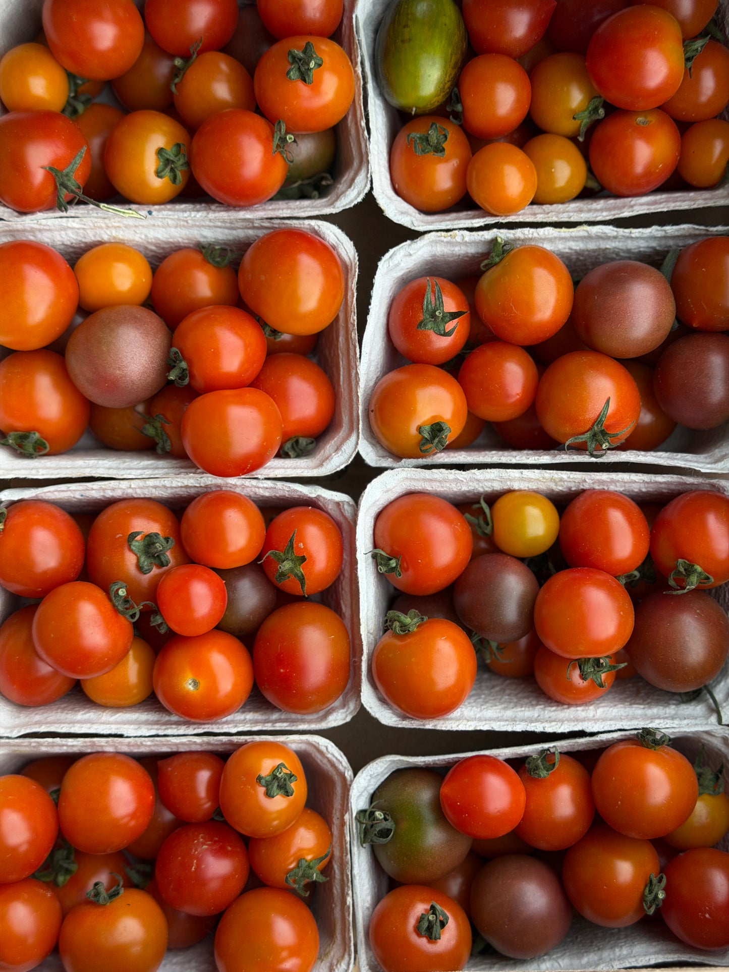 Organic Rainbow Cherry Tomatoes - UK
