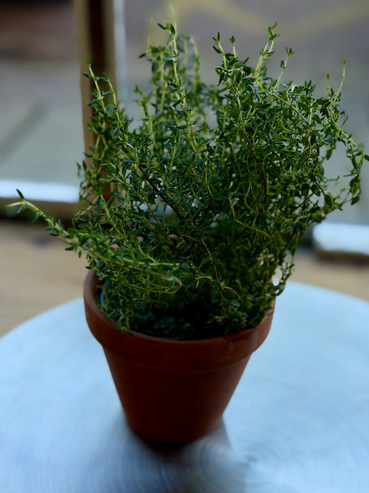 Organic Thyme - UK