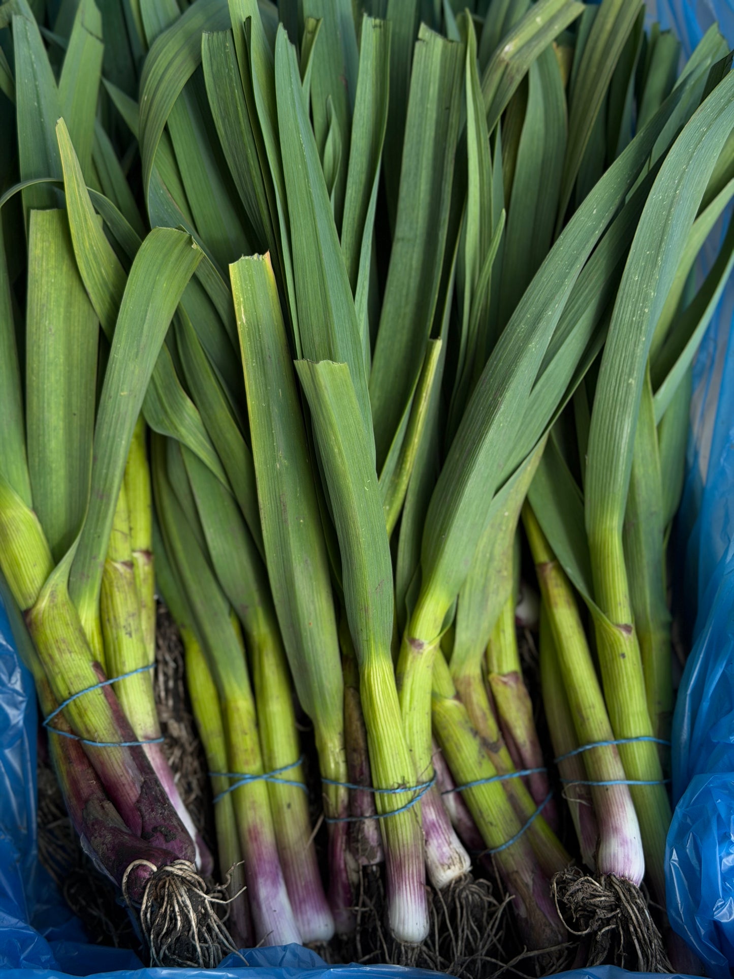 Organic Green Stem Garlic - UK