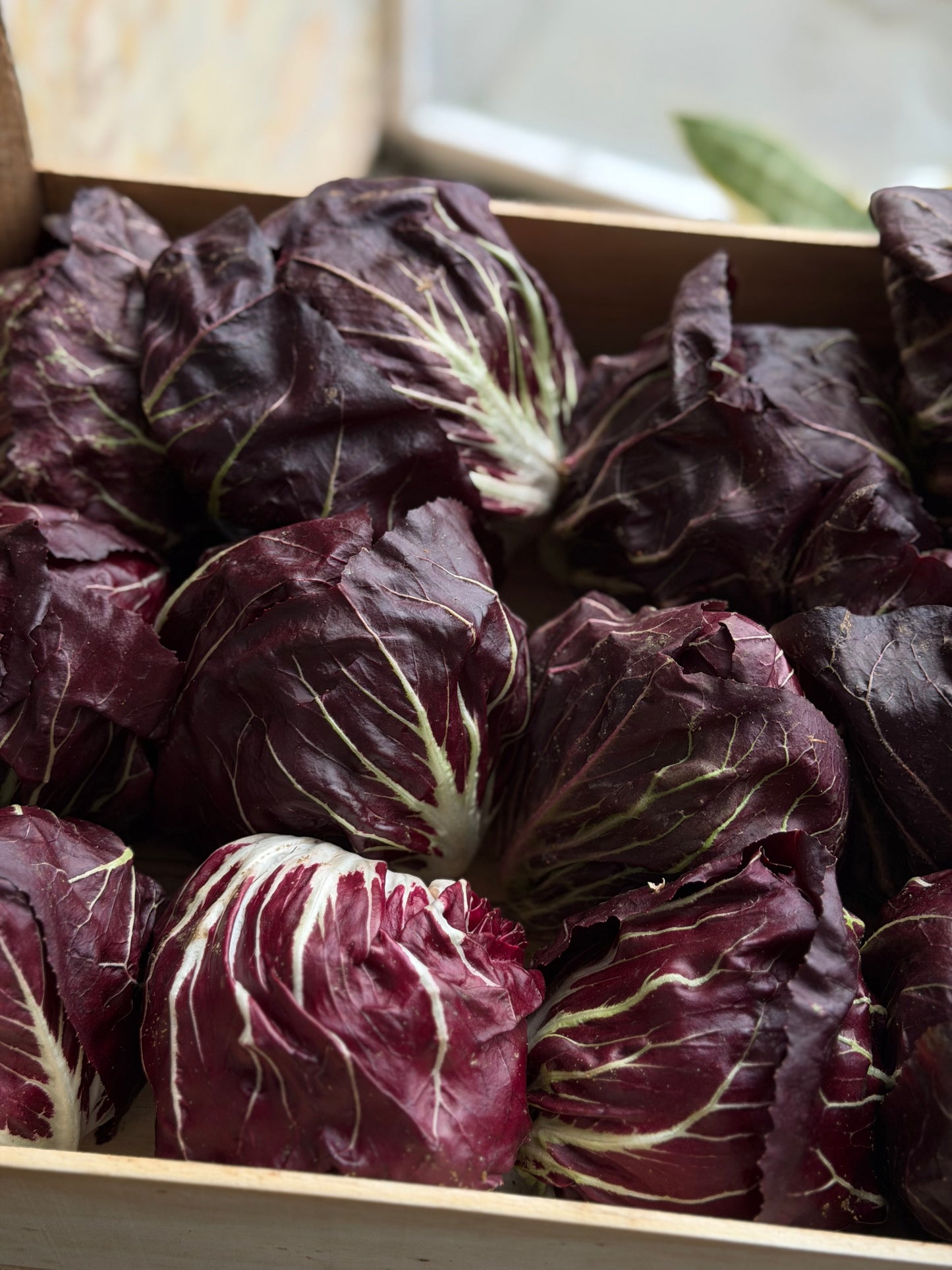 Organic Baby Radicchio - UK