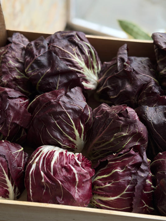 Organic Radicchio - UK