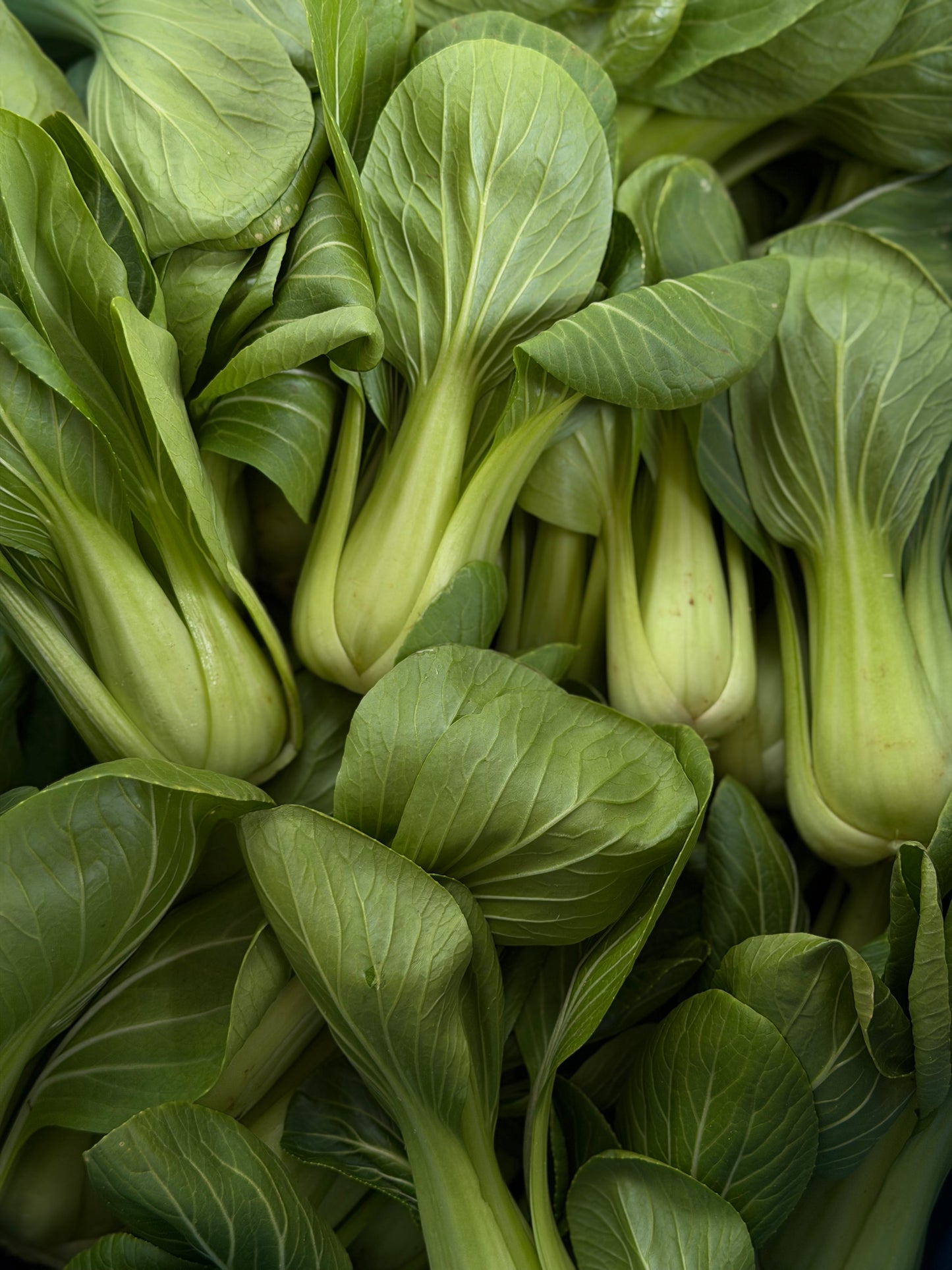 Organic Pak Choi - UK