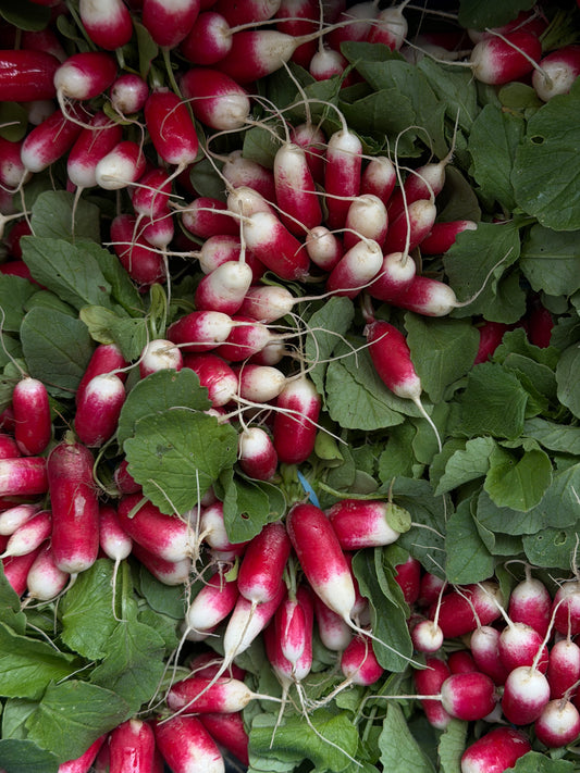 Organic French Breakfast Radishes - UK