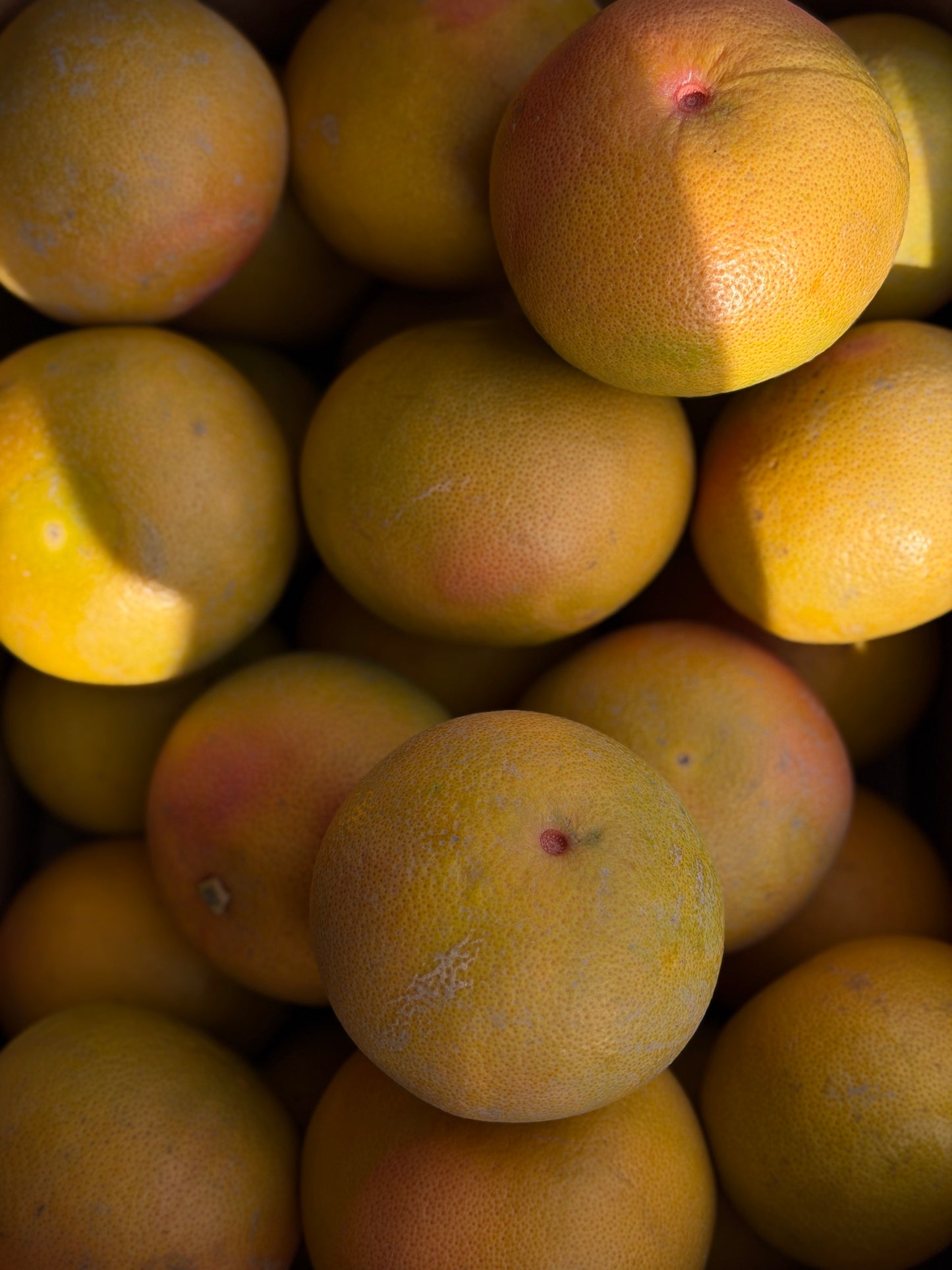 Organic Grapefruits
