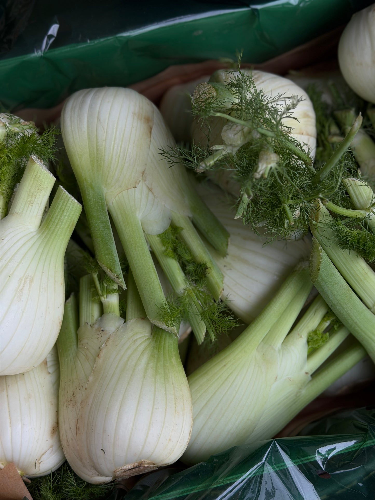 Organic Fennel - UK