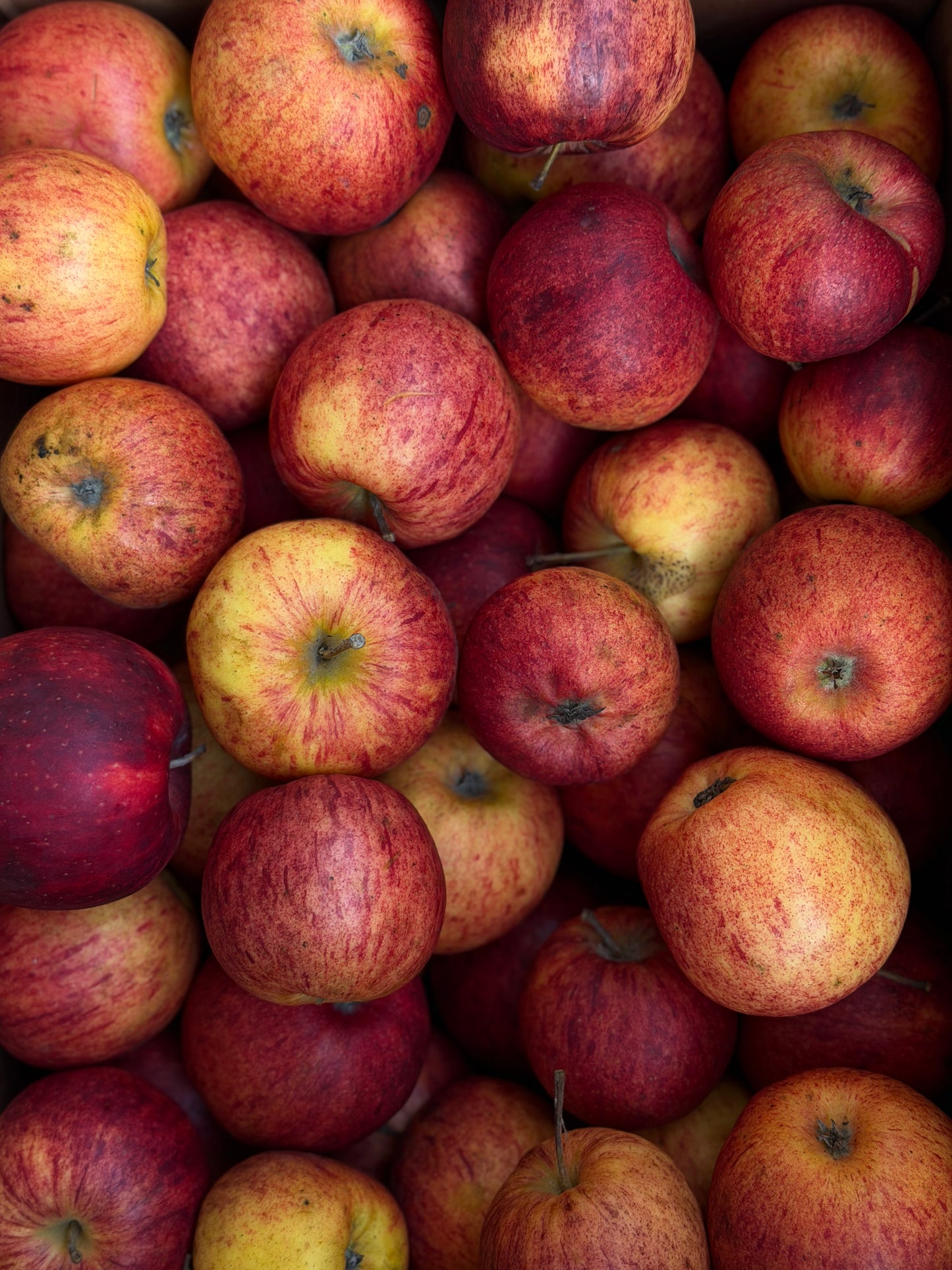 Organic Cox Orange Pippin Apples - UK