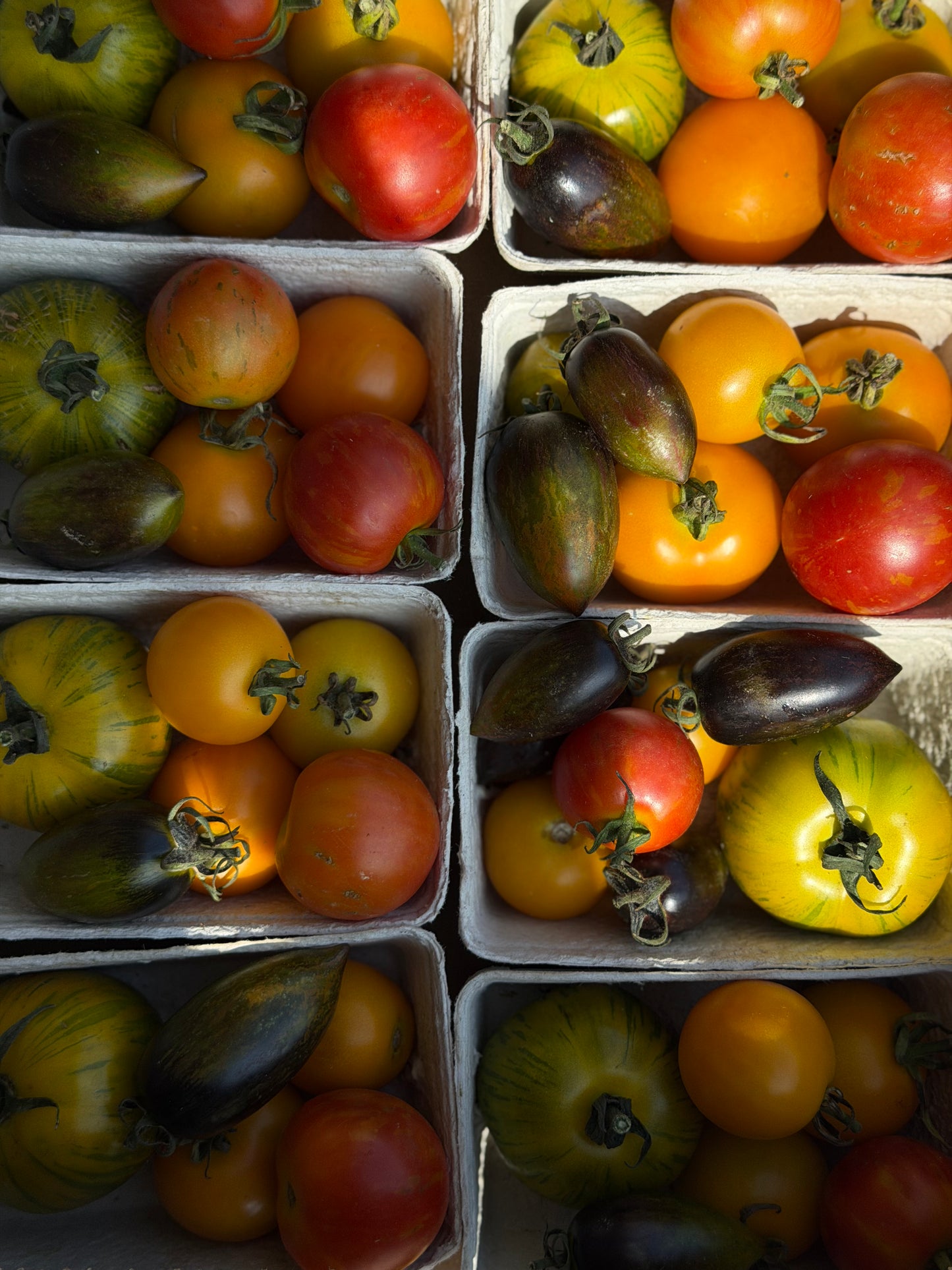 Organic Rainbow Cherry Tomatoes - UK