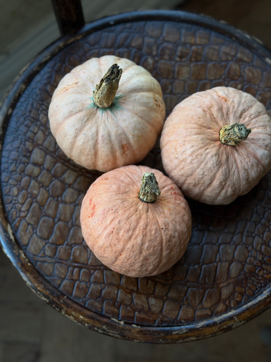 Organic Pink Crown Prince Squash - UK
